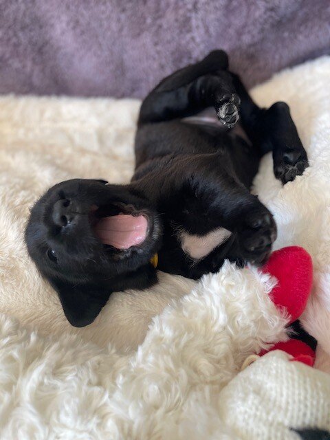 Great Dane Goldendoodle Puppies image 7
