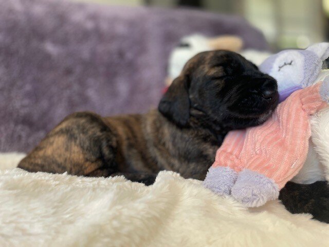 Great Dane Goldendoodle Puppies image 4