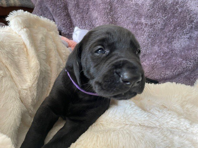 Great Dane Goldendoodle Puppies image 6