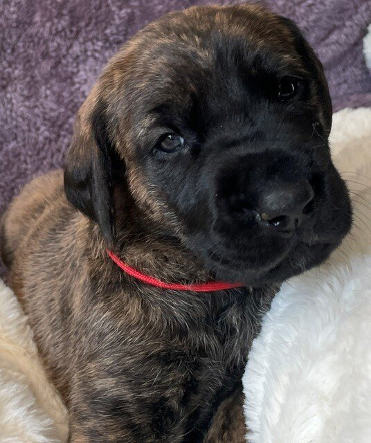 Great Dane Goldendoodle Puppies image 5