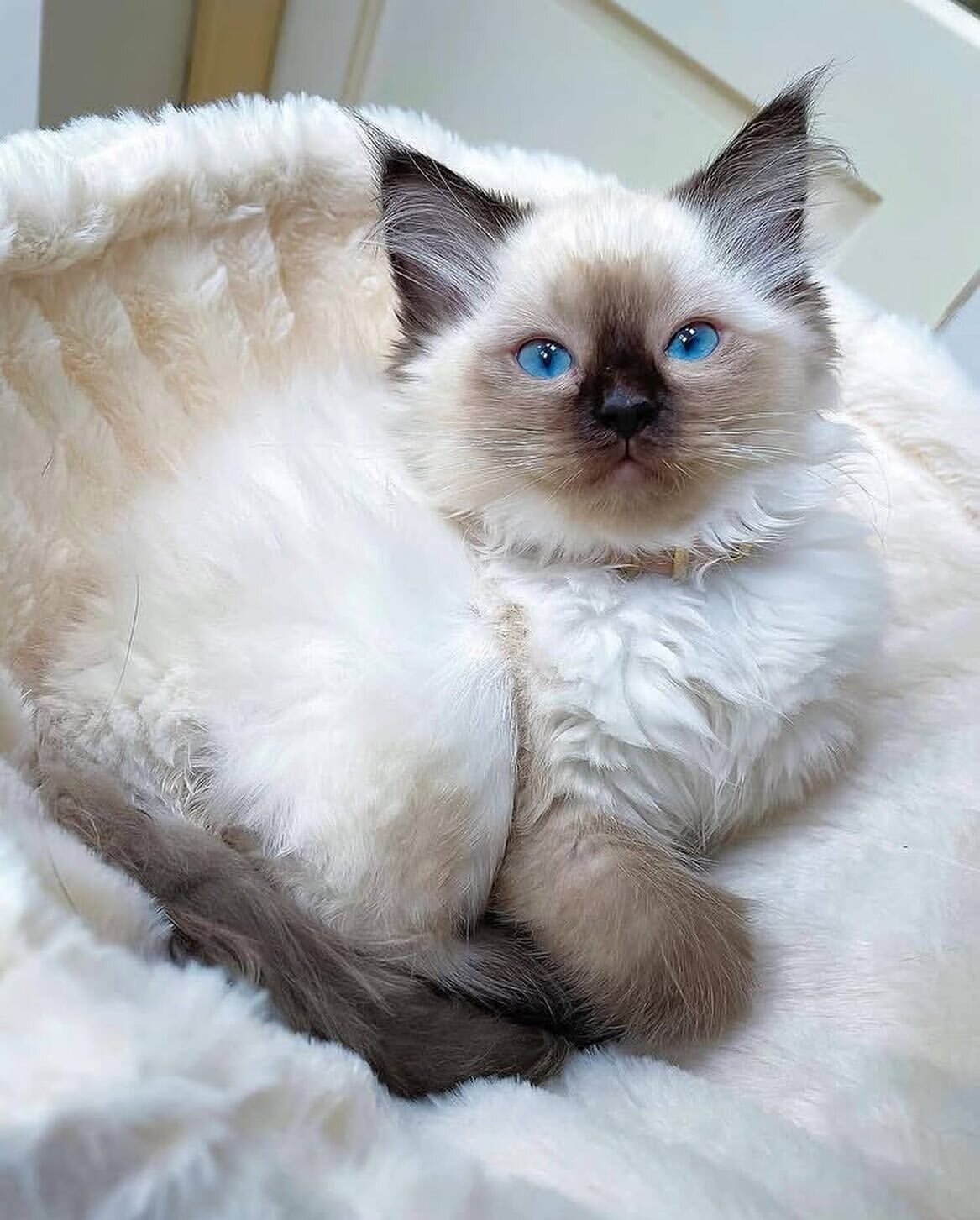 Ragdoll kitten image 1