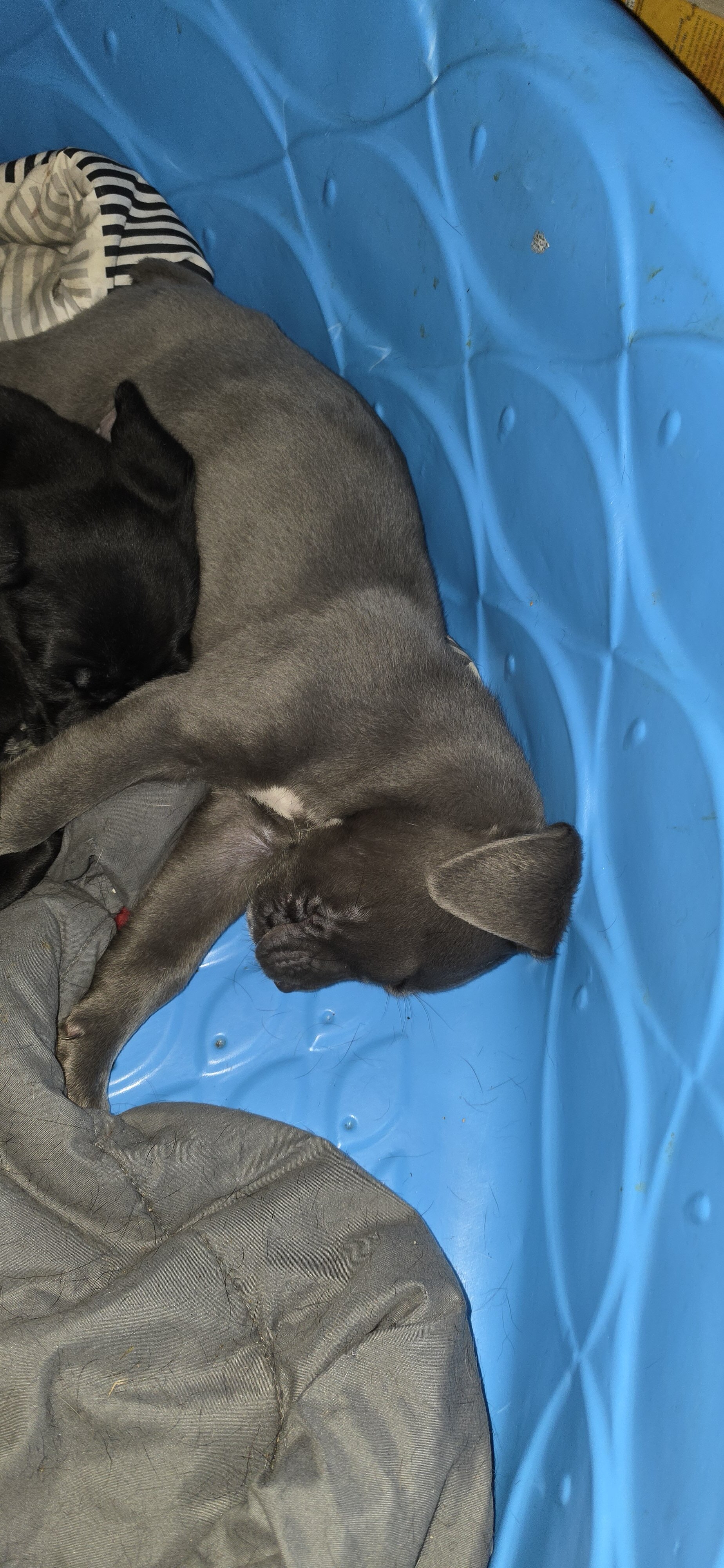 Corso puppies image 2