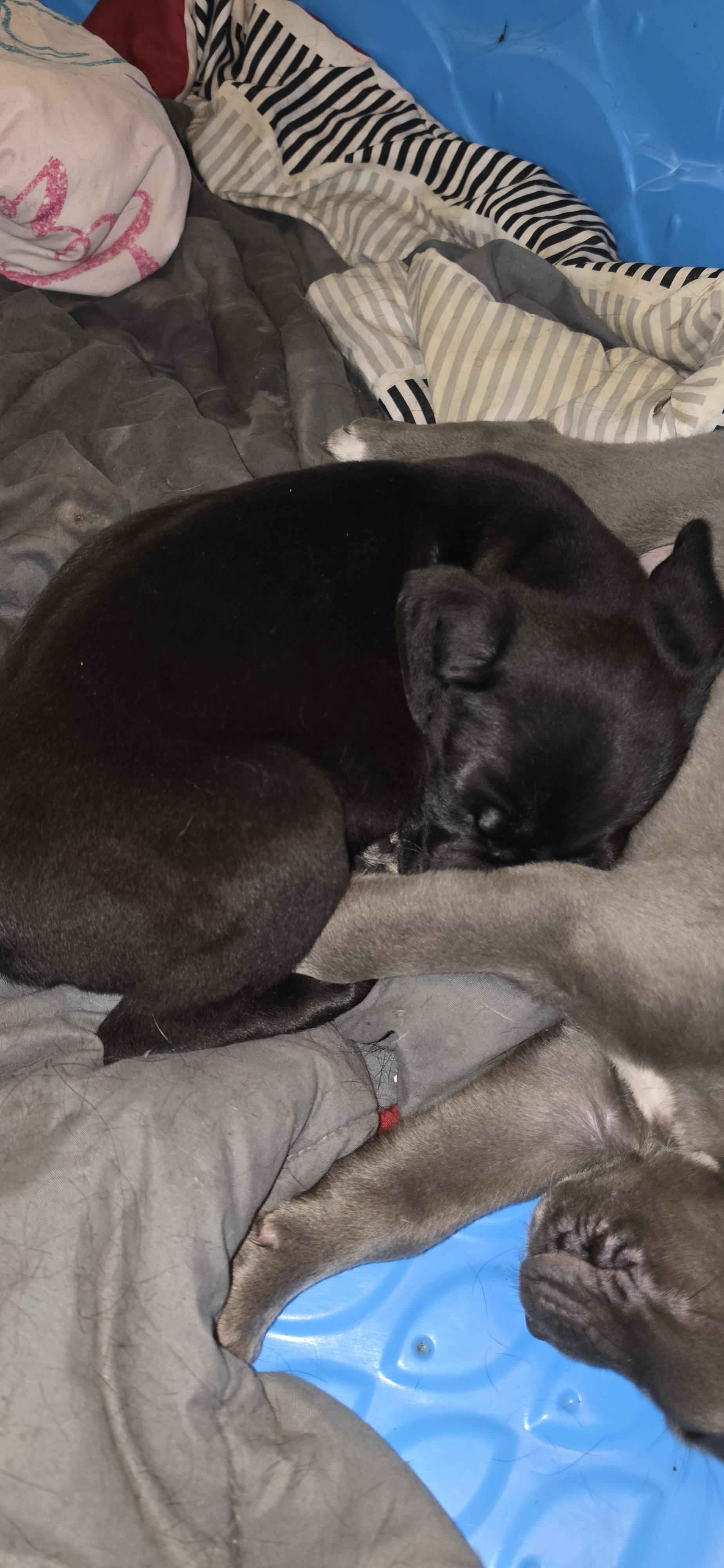 Corso puppies image 3