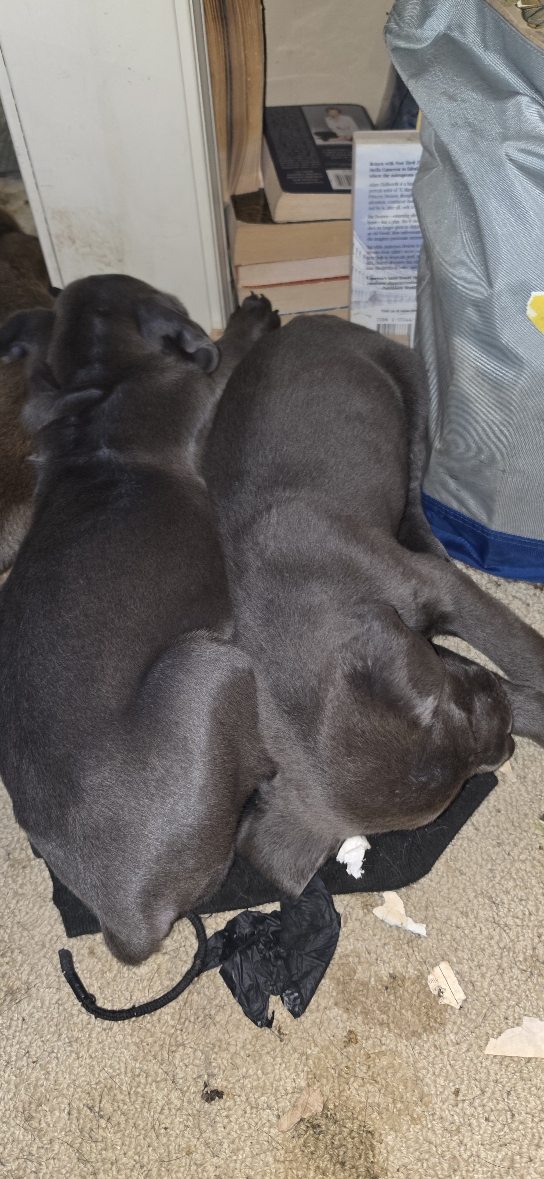 Corso puppies image 4
