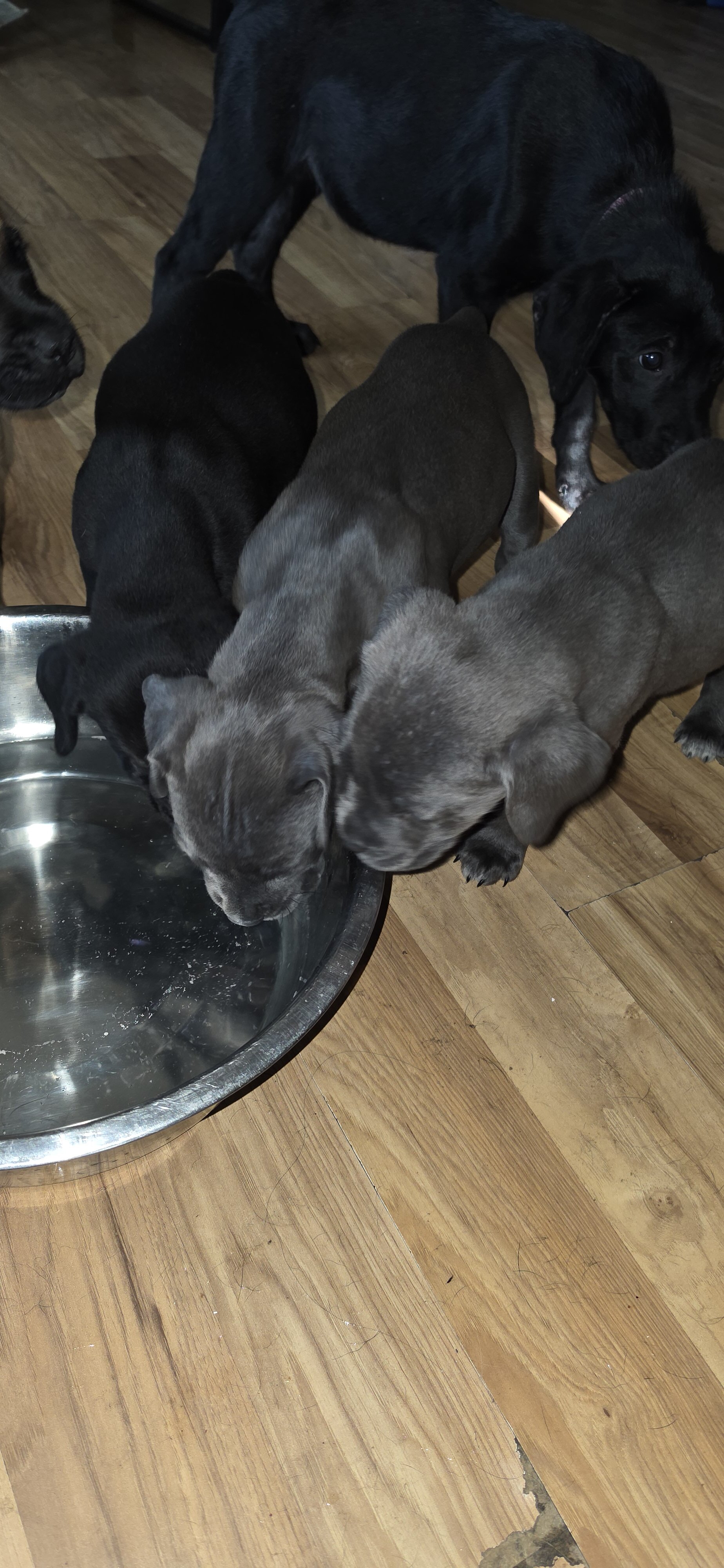 Corso puppies image 1