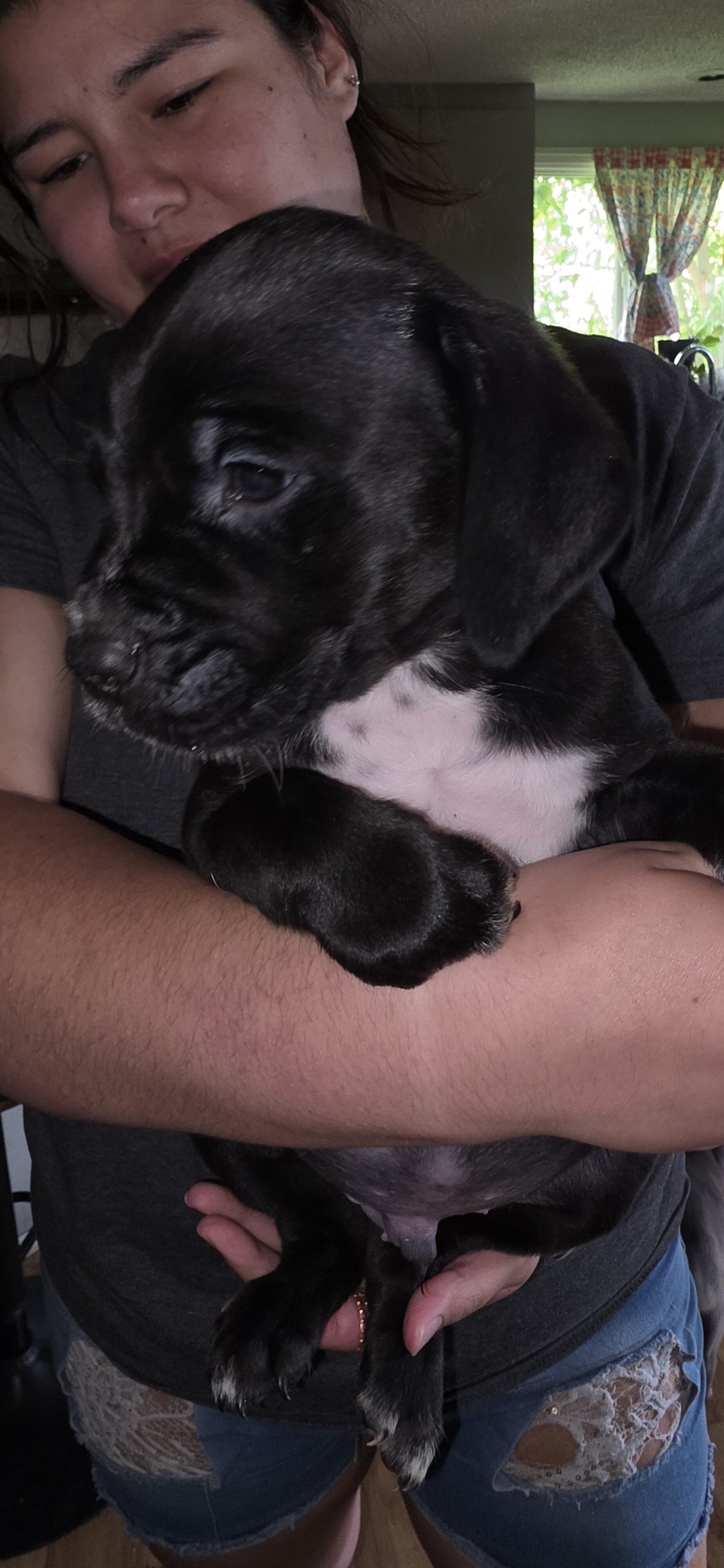 Corso puppies image 5