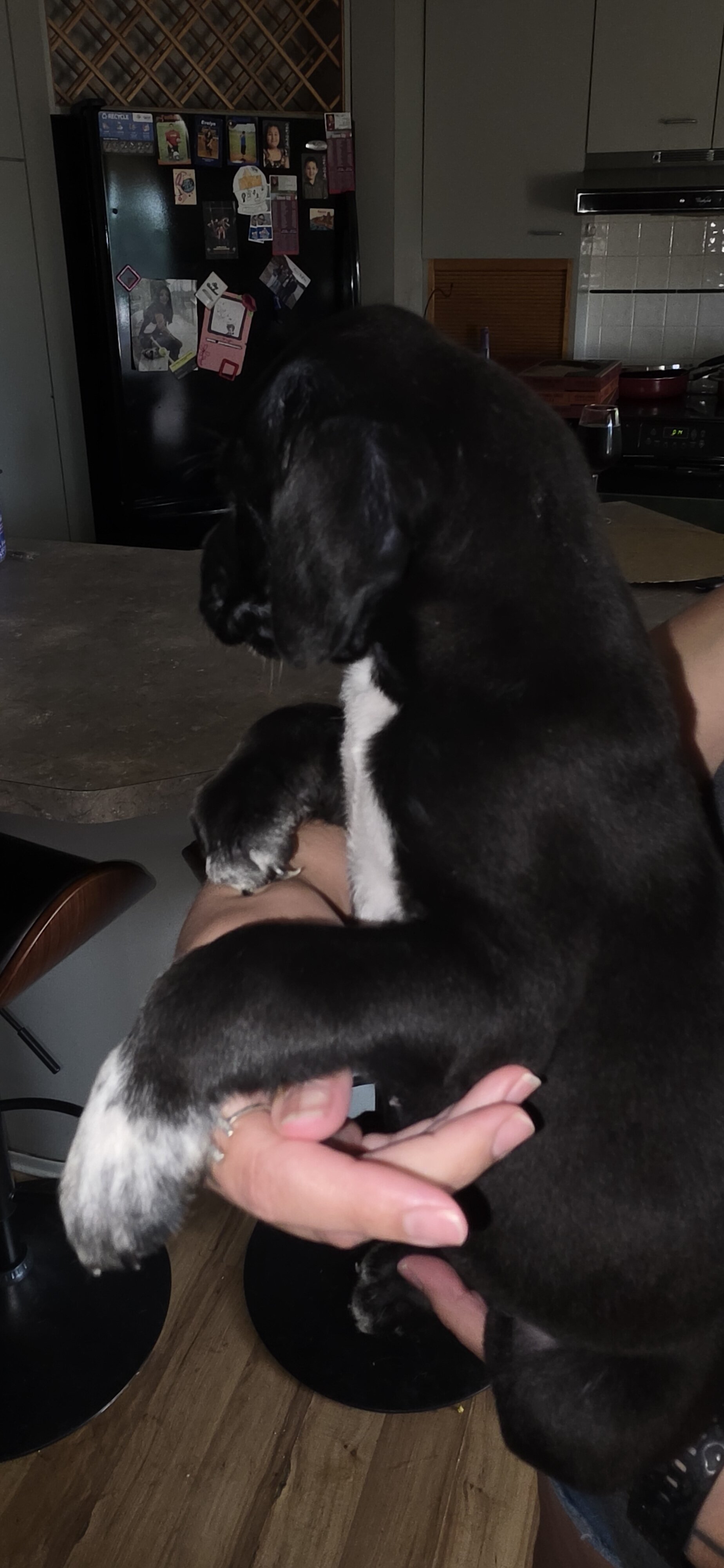 Corso puppies image 6