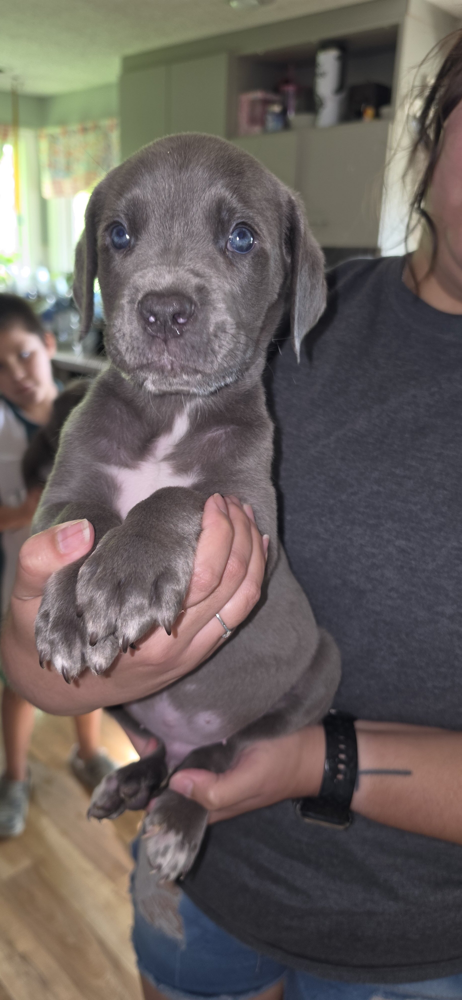 Corso puppies image 7