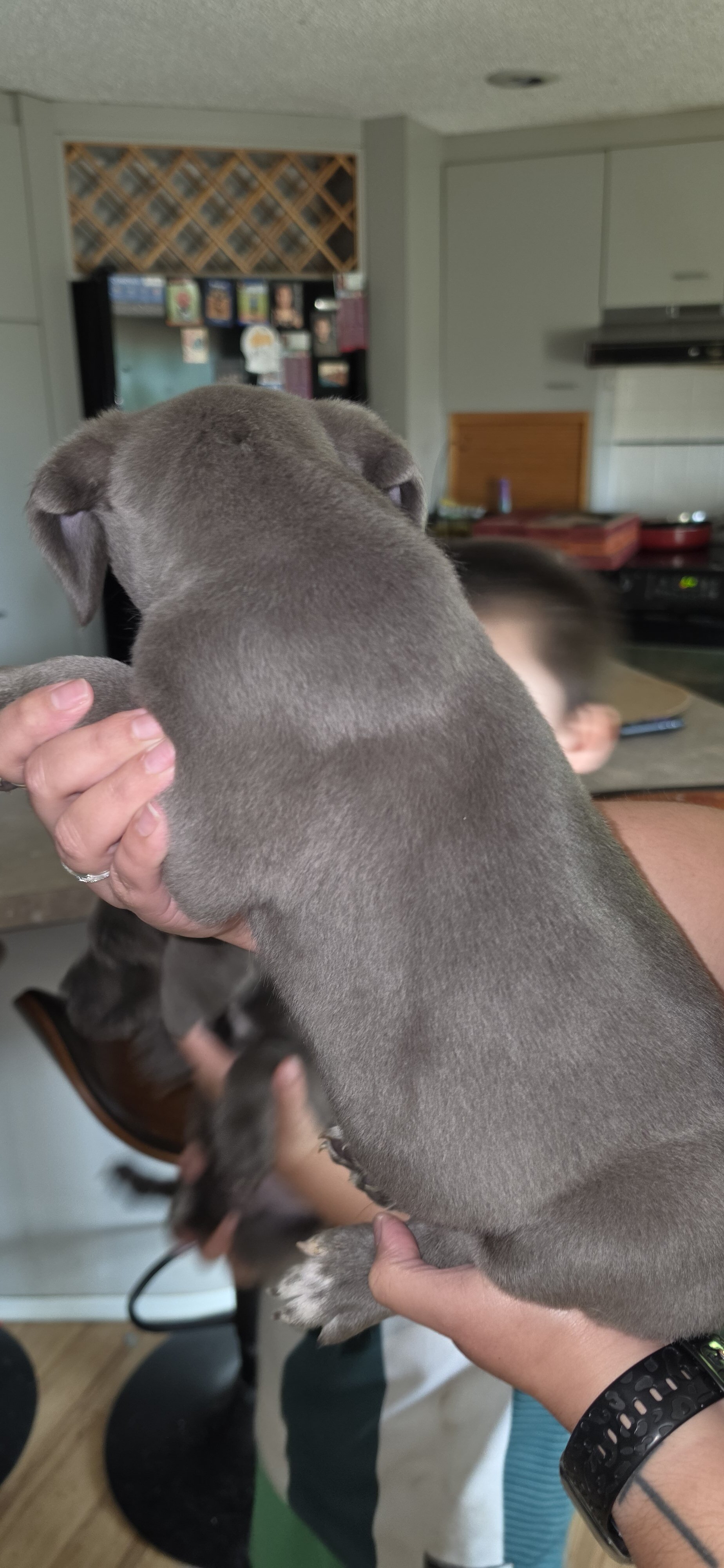 Corso puppies image 8