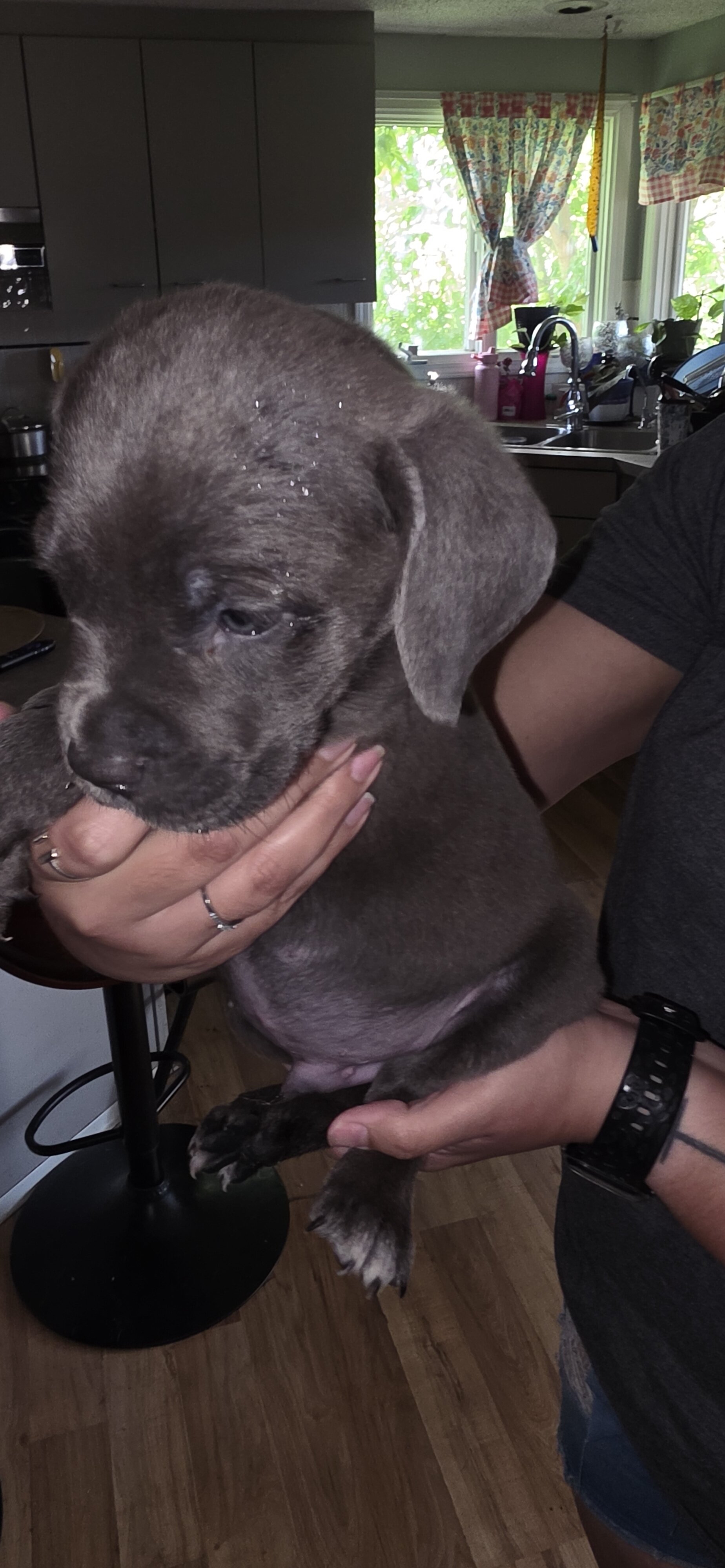 Corso puppies image 9