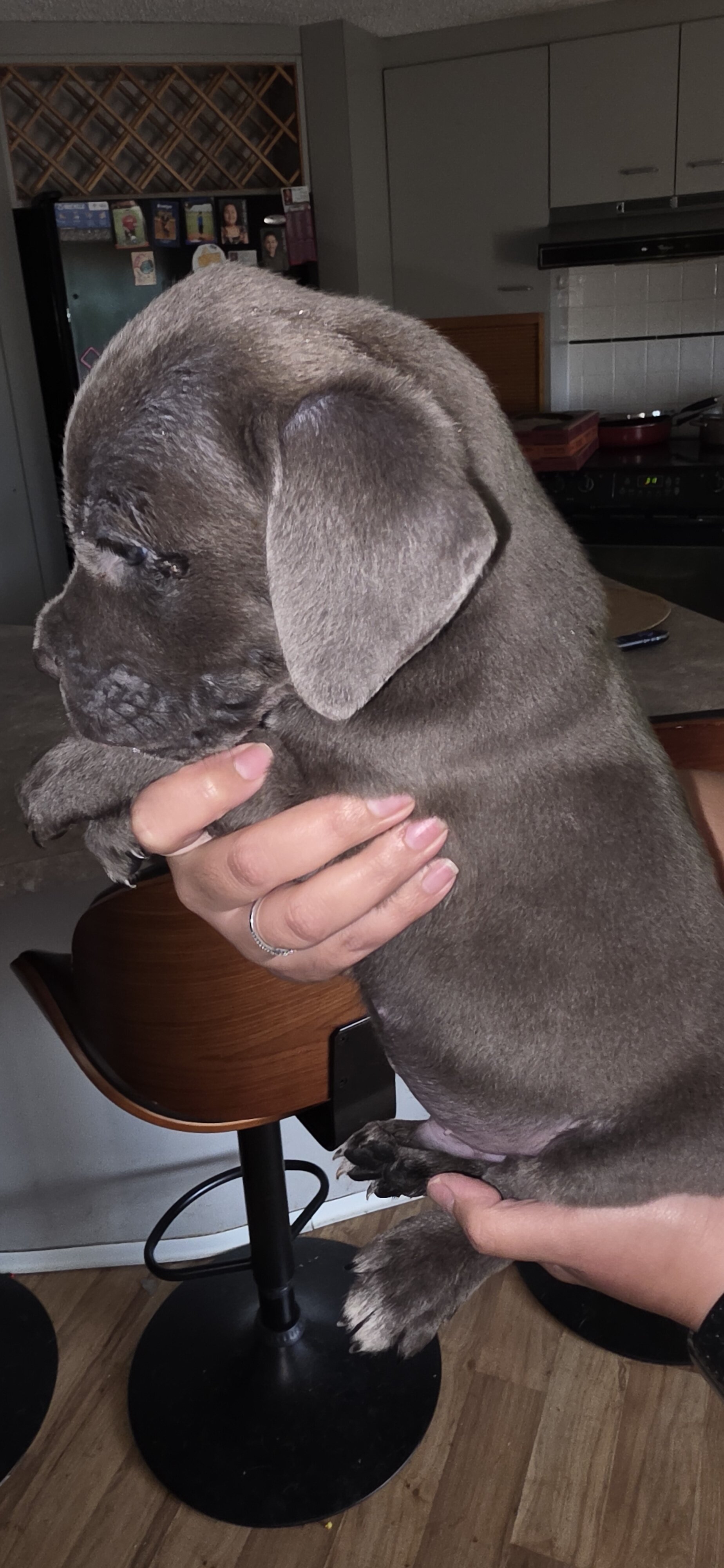 Corso puppies image 10