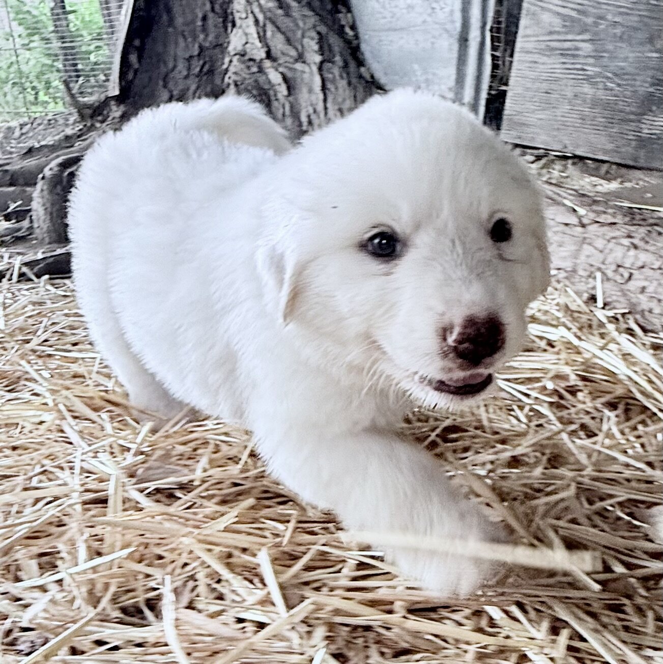 Puppies image 9