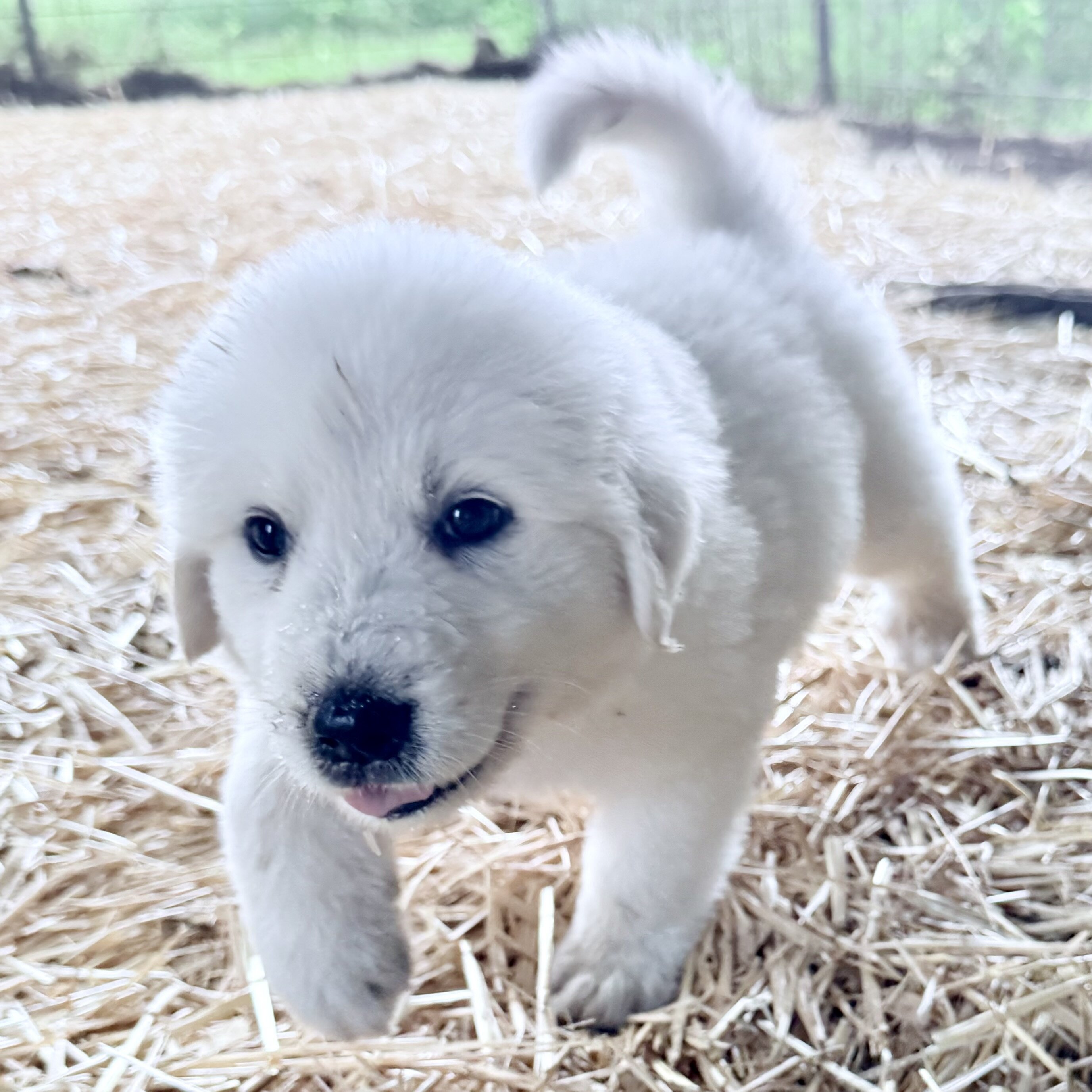 Puppies image 8