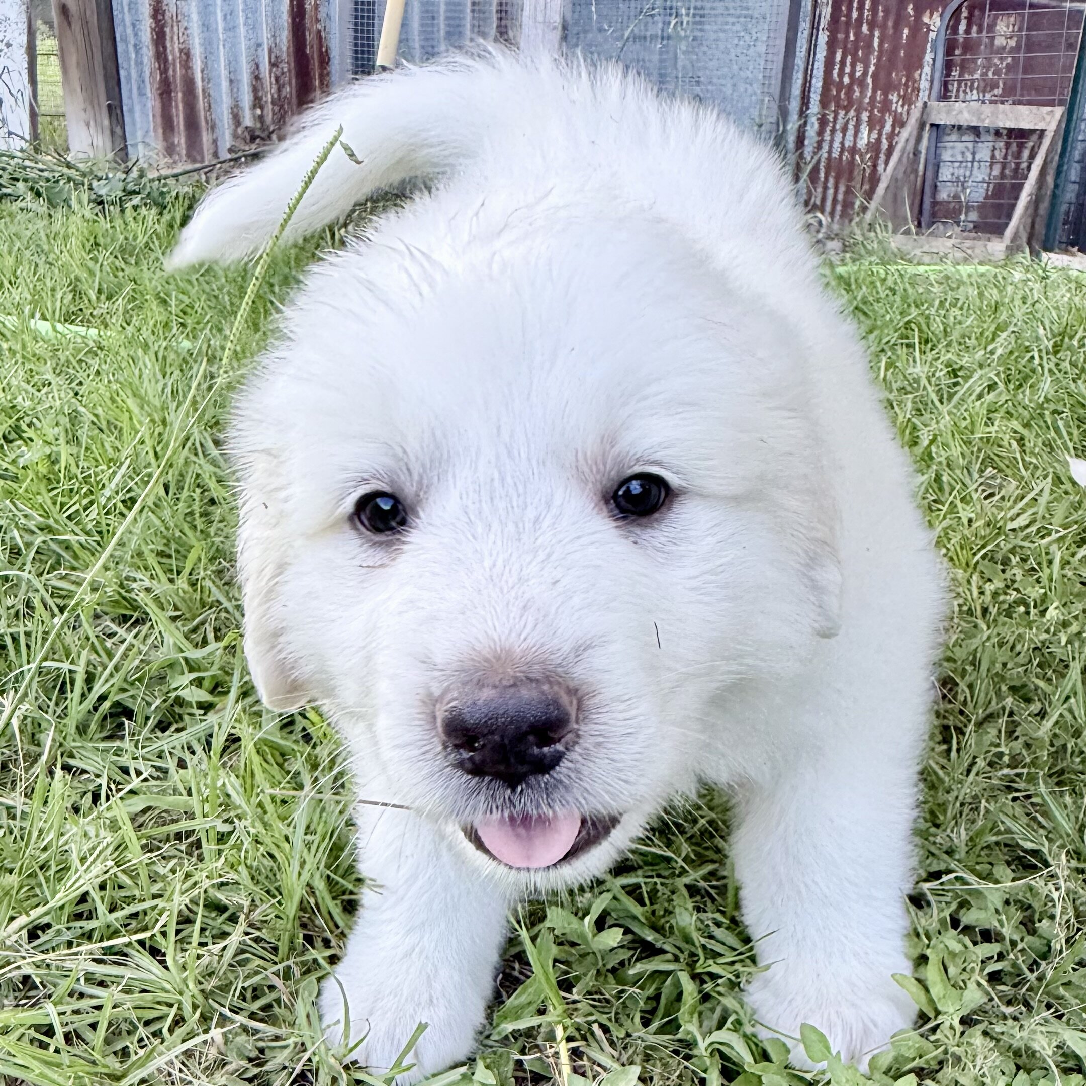 Puppies image 5
