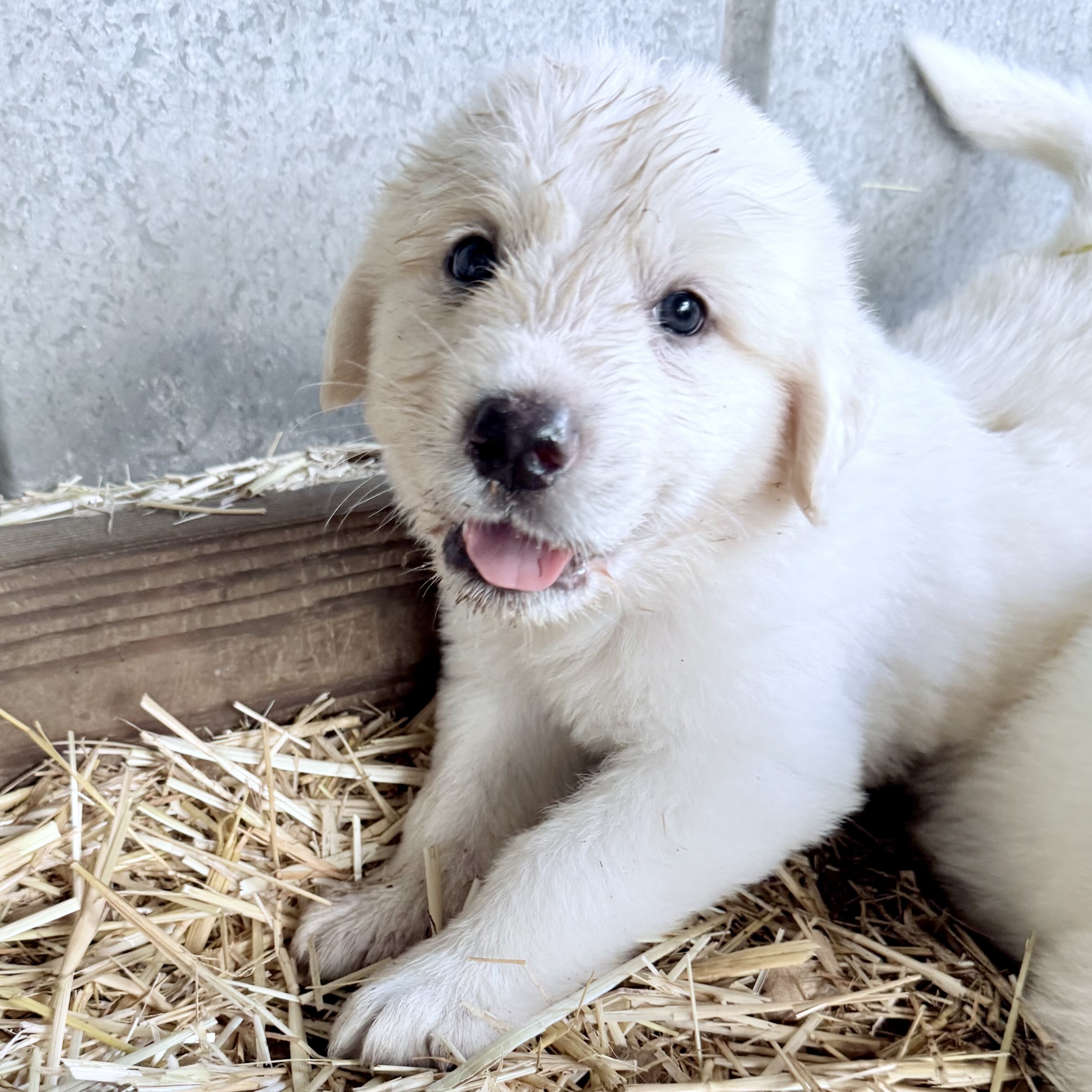 Puppies image 4