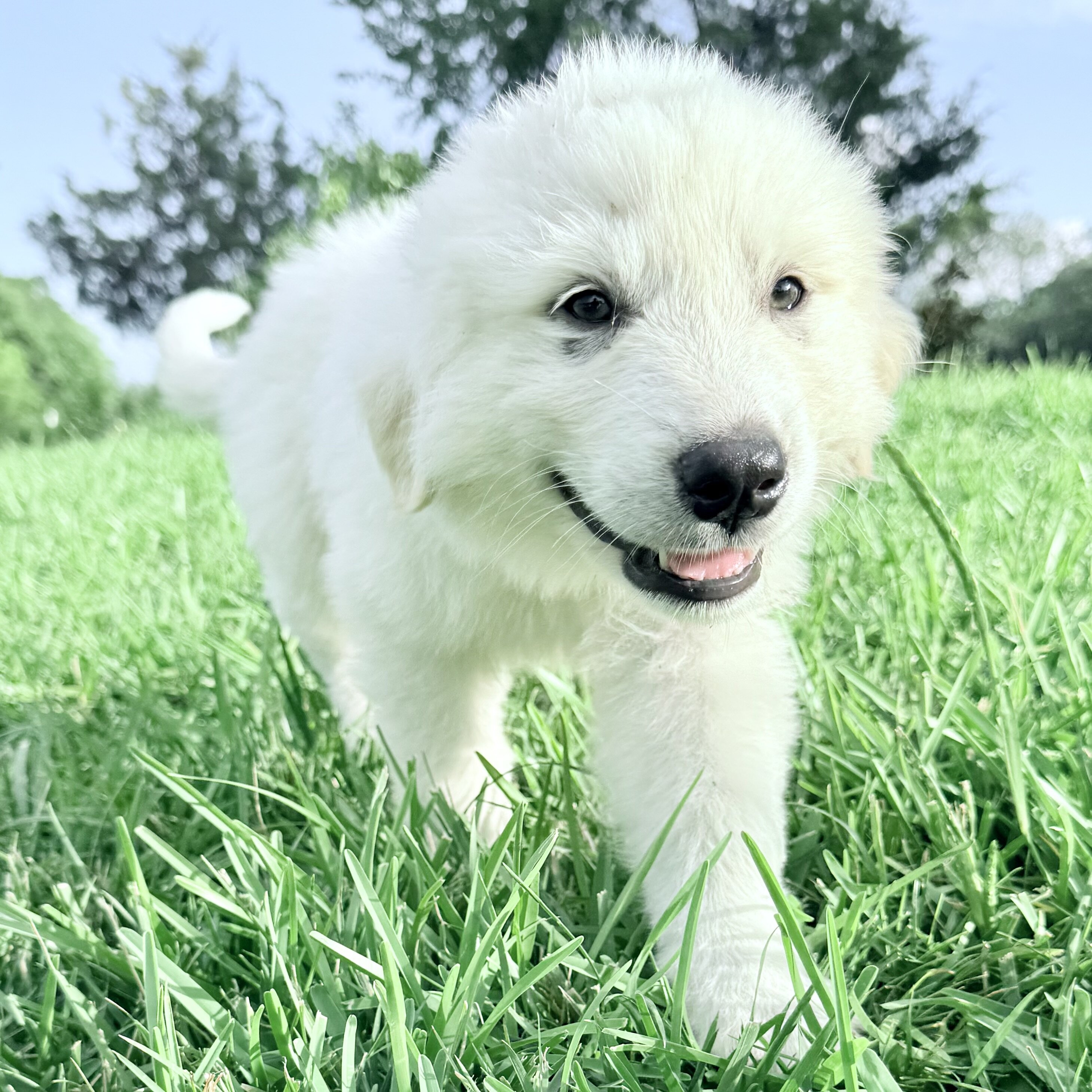 Puppies image 2