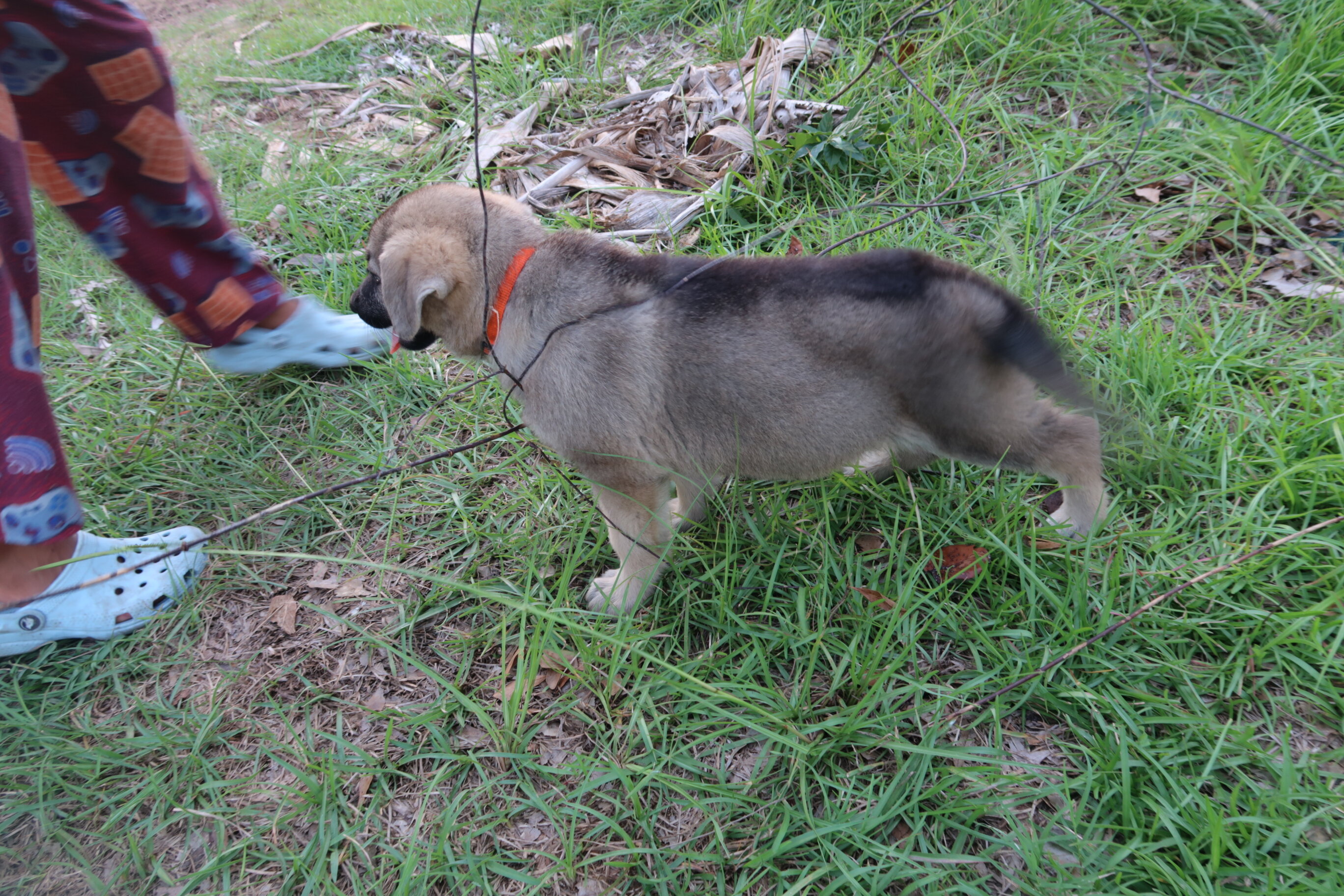 German Shepherd Puppies image 3