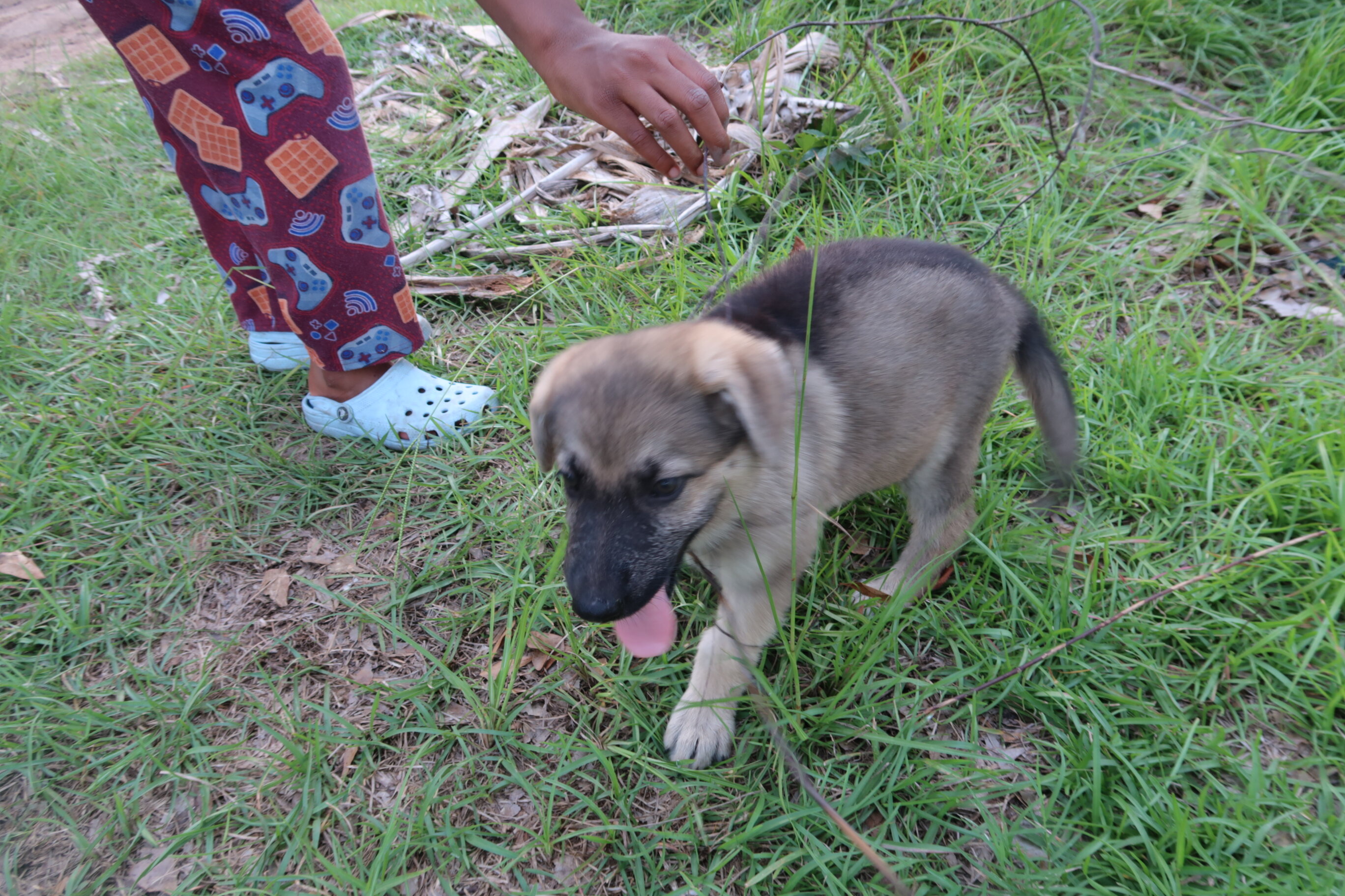 German Shepherd Puppies image 2