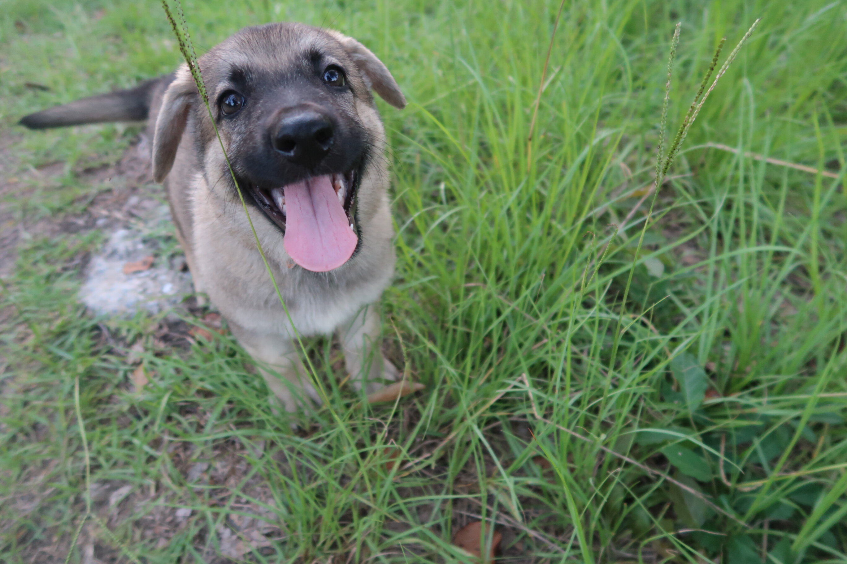 German Shepherd Puppies image 1