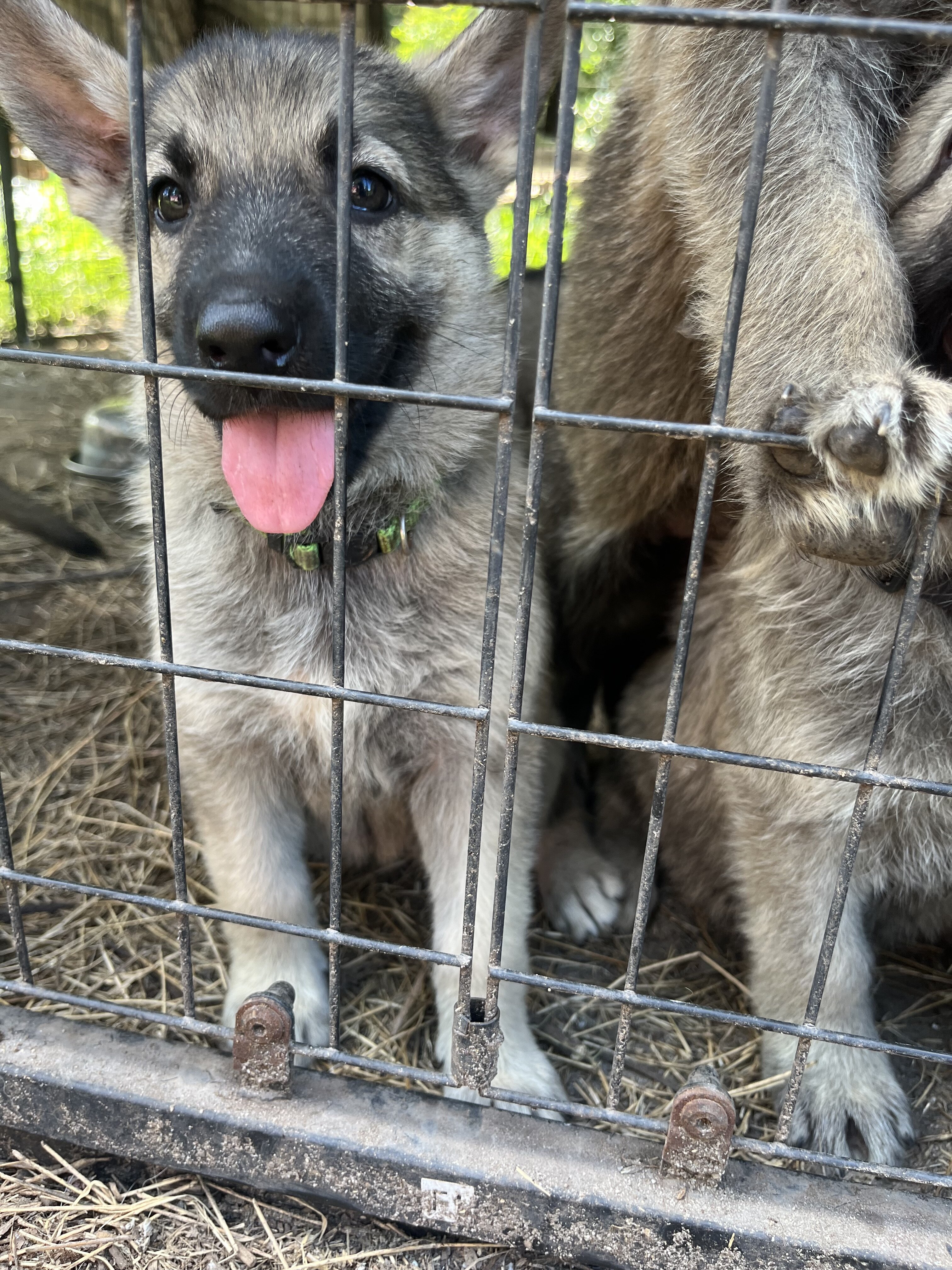 German Shepherd Puppies image 4