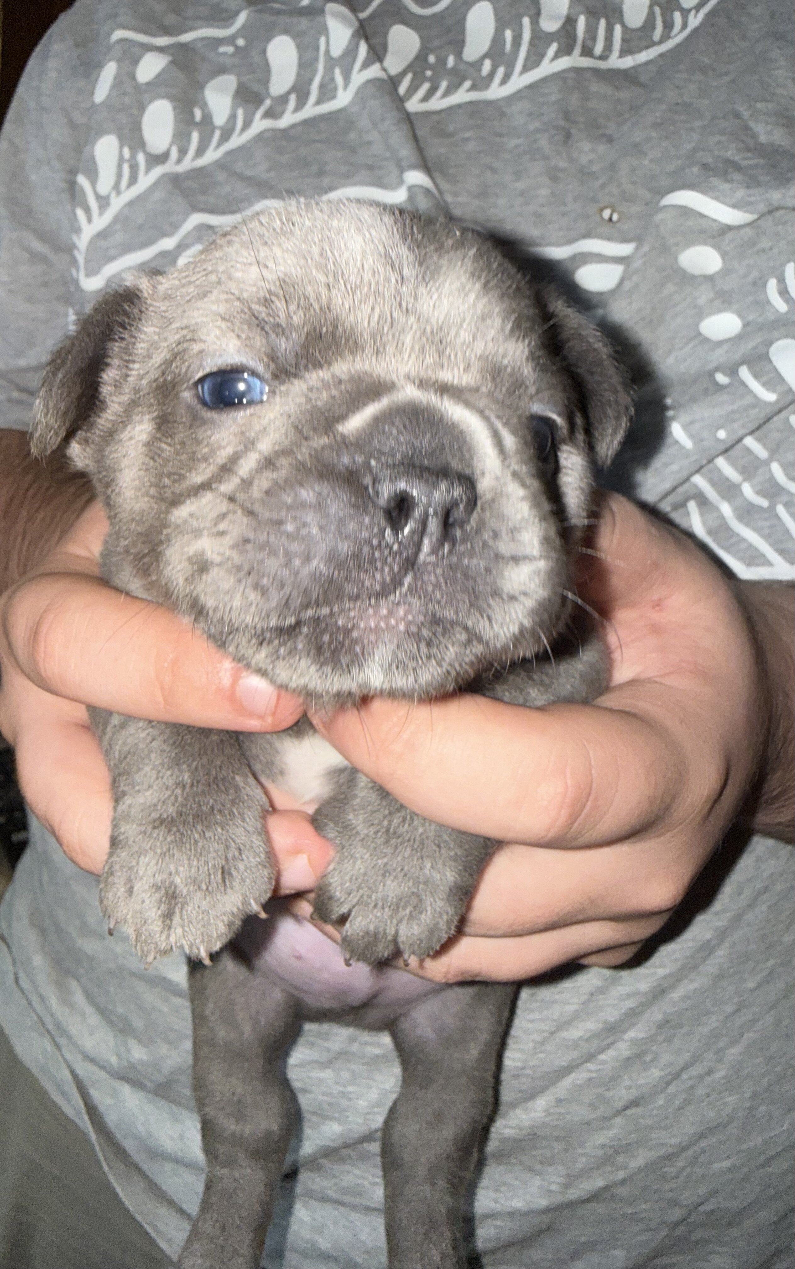 French Bulldog ****ON HOLD**** image 4