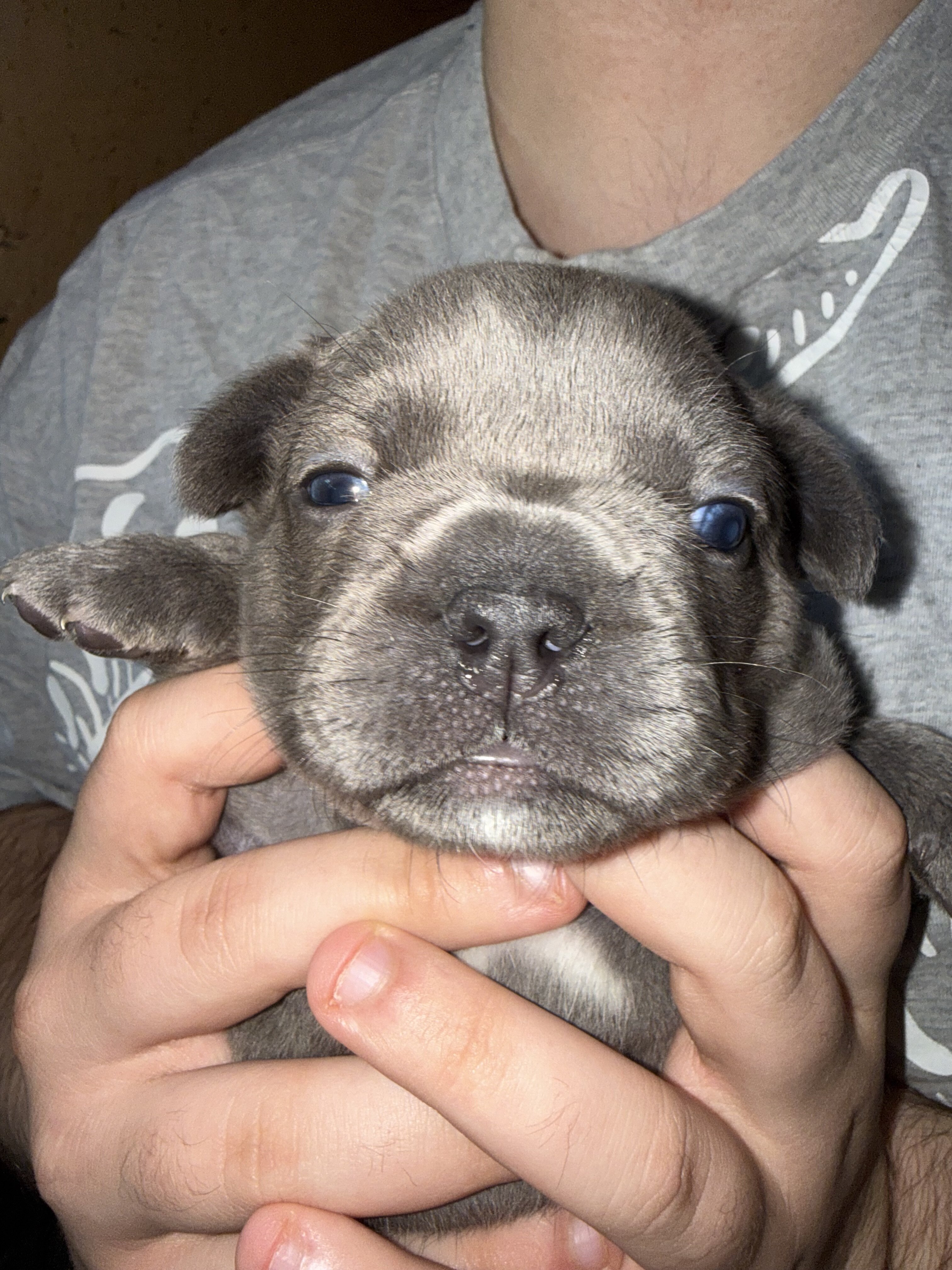 French Bulldog ****ON HOLD**** image 5