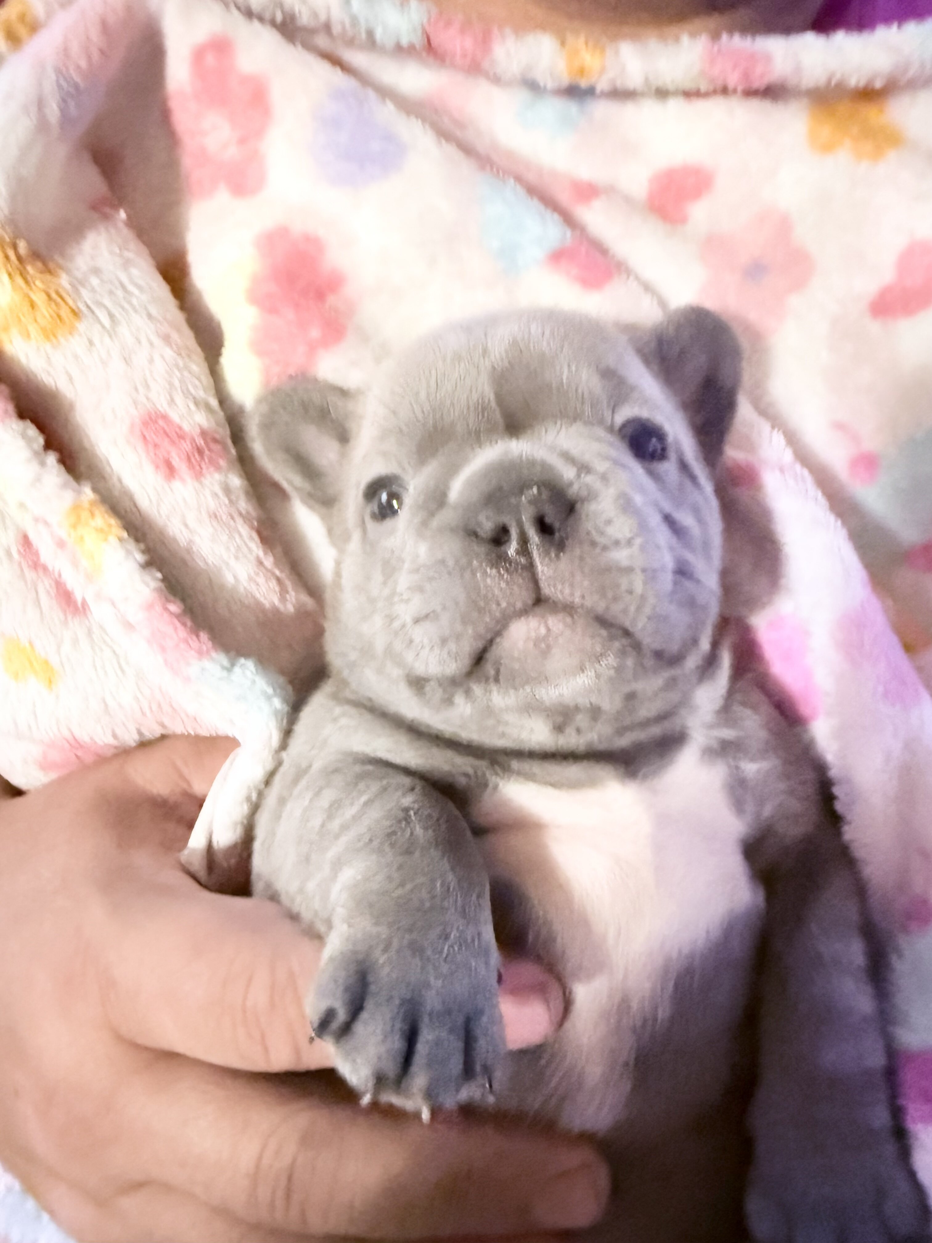 French Bulldog ****ON HOLD**** image 3