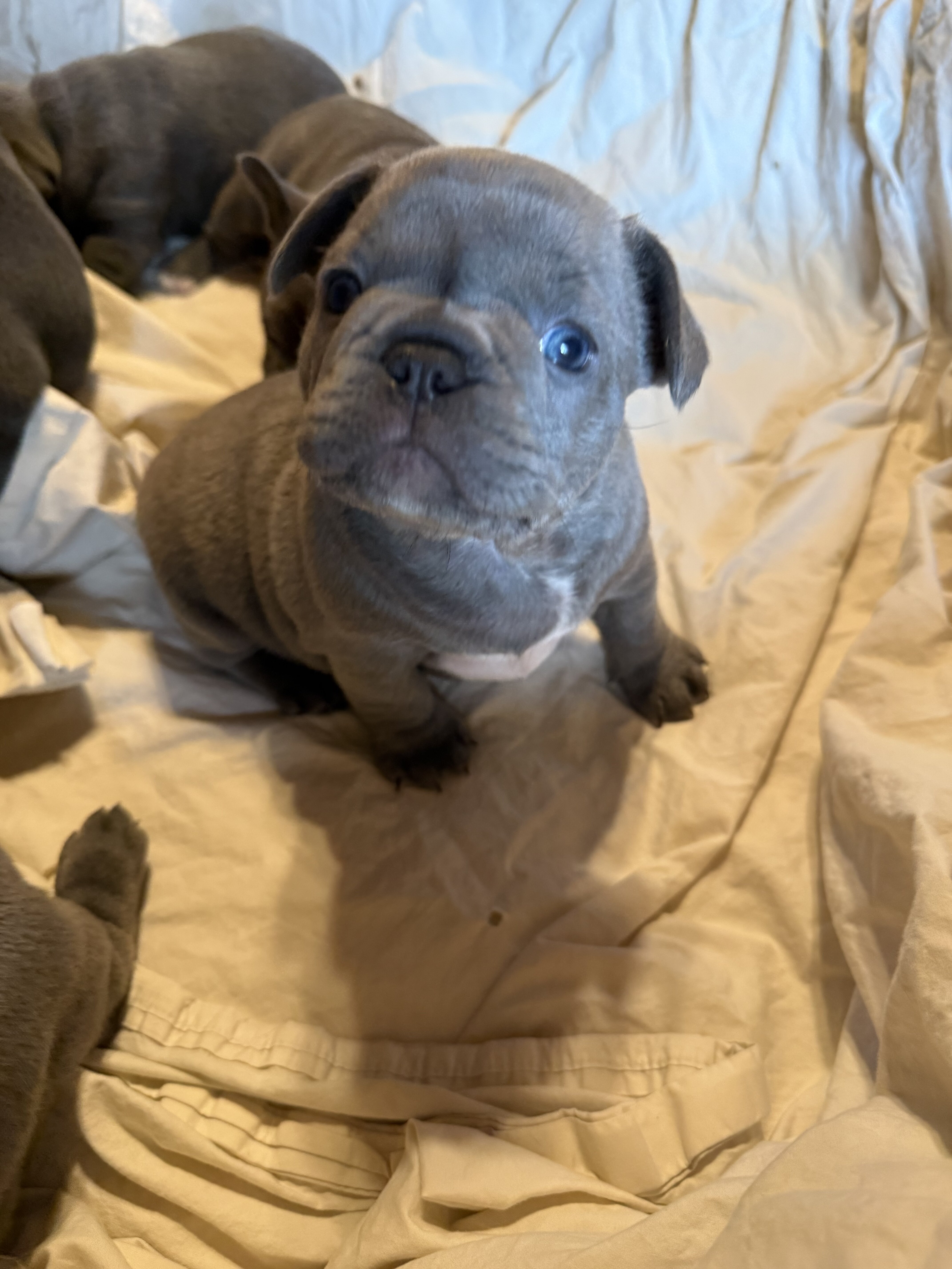 French Bulldog ****ON HOLD**** image 1