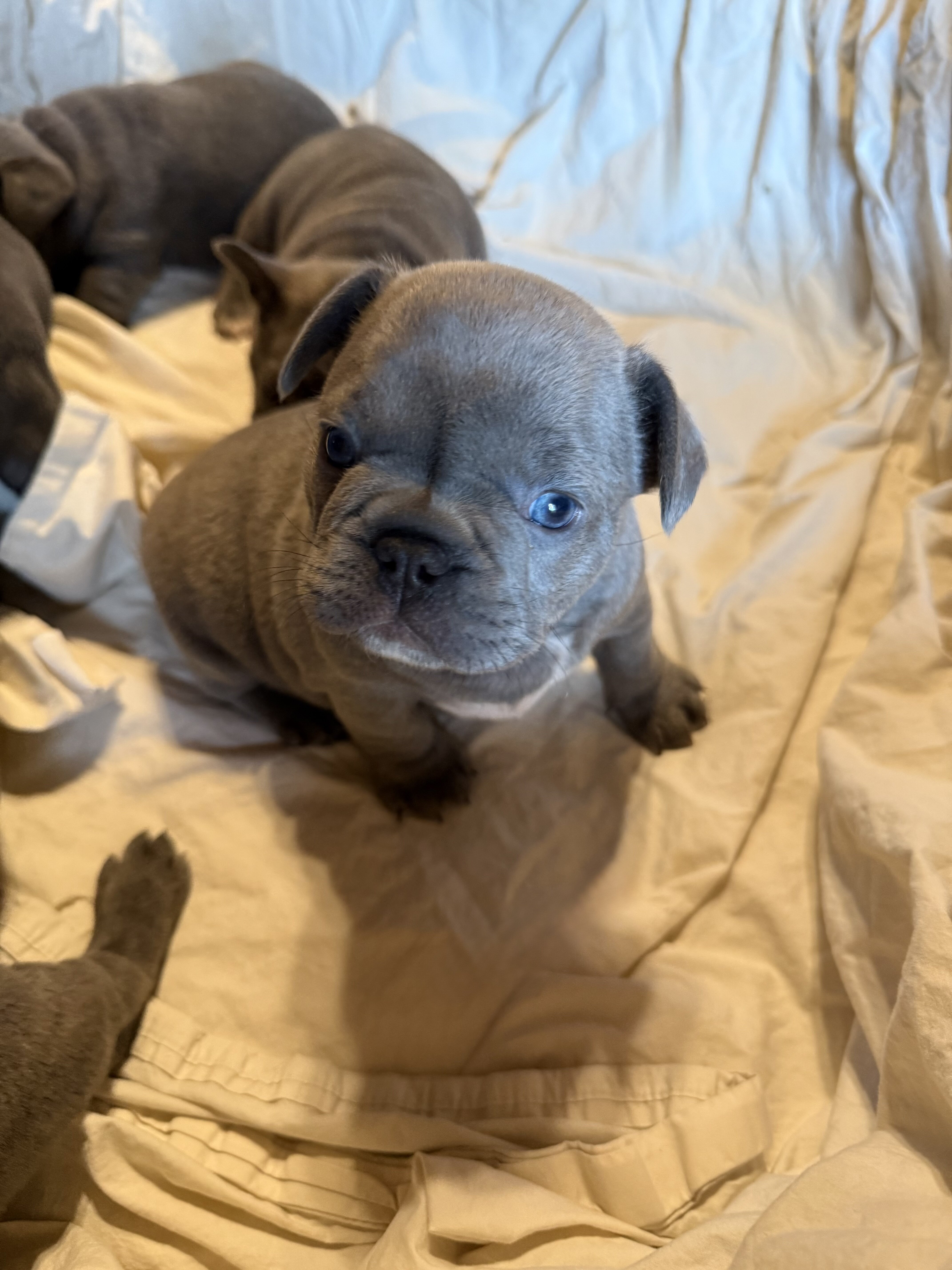 French Bulldog ****ON HOLD**** image 2
