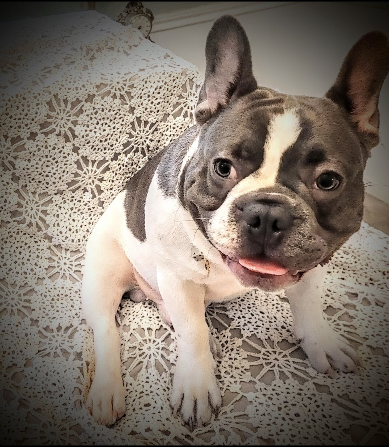 French Bulldog ****ON HOLD**** image 7