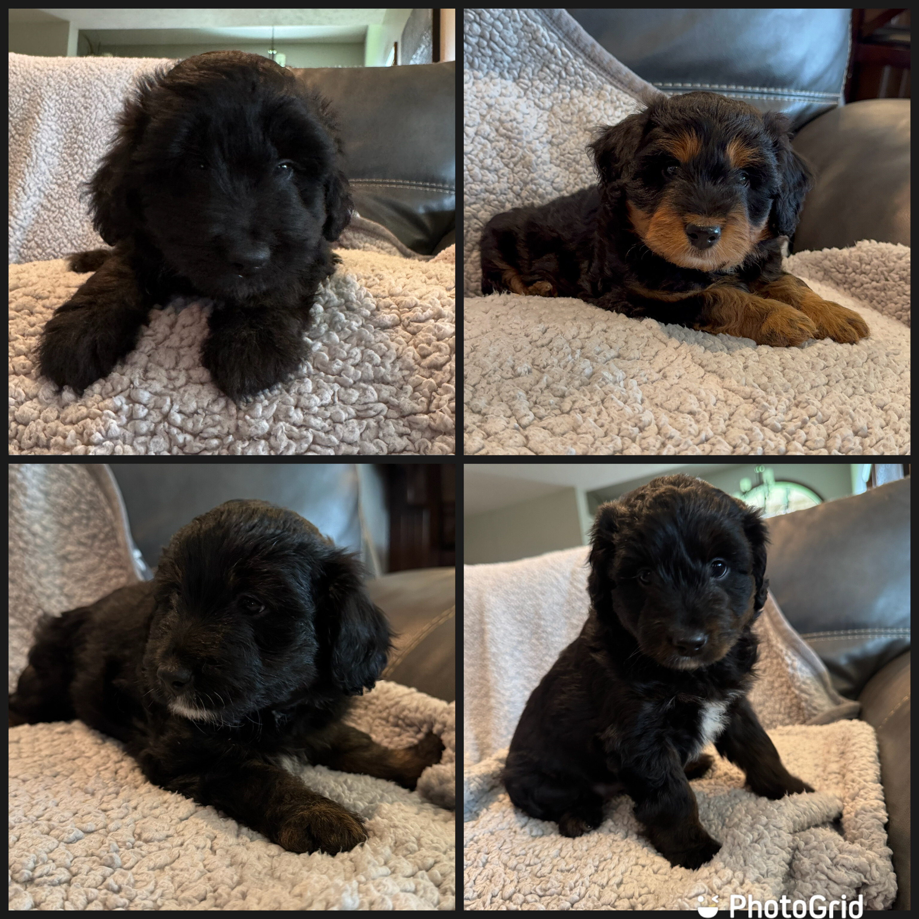 Mini Aussiedoodles image 1