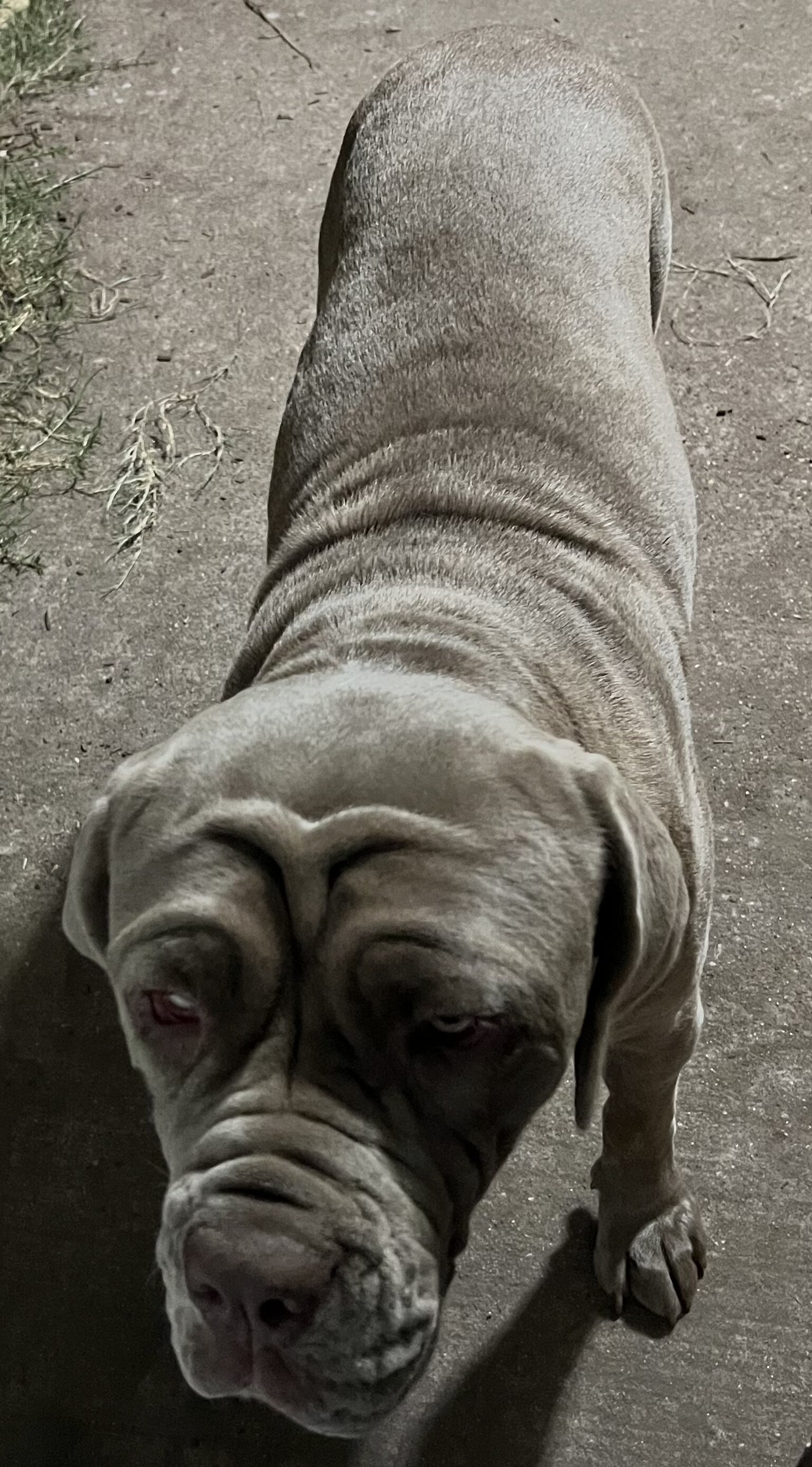 3 year old Neapolitan Mastiff Female For Sale image 2