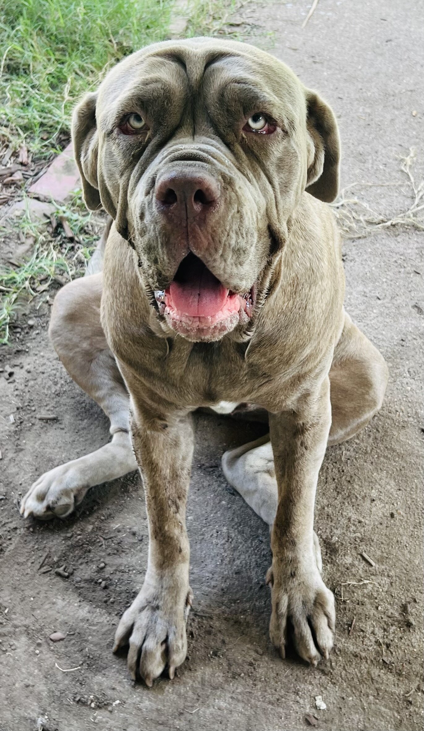 3 year old Neapolitan Mastiff Female For Sale image 1