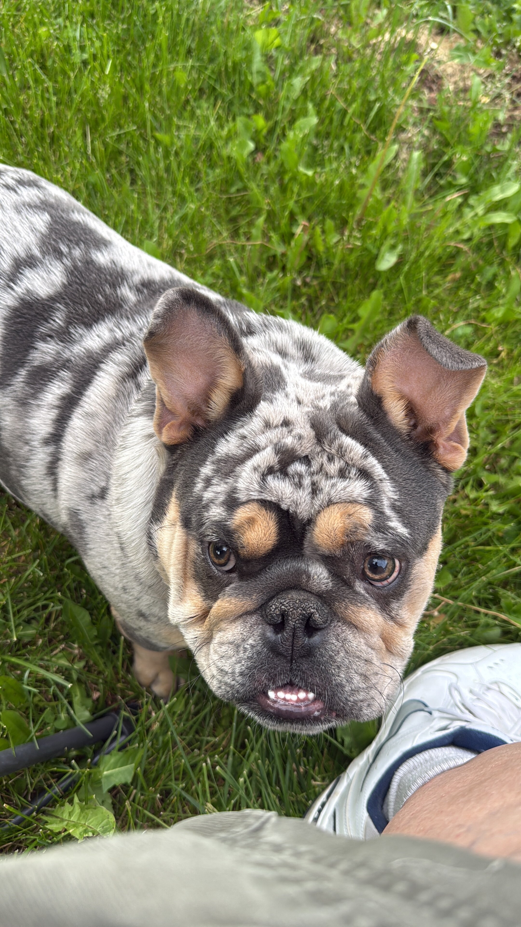 English bulldog image 1