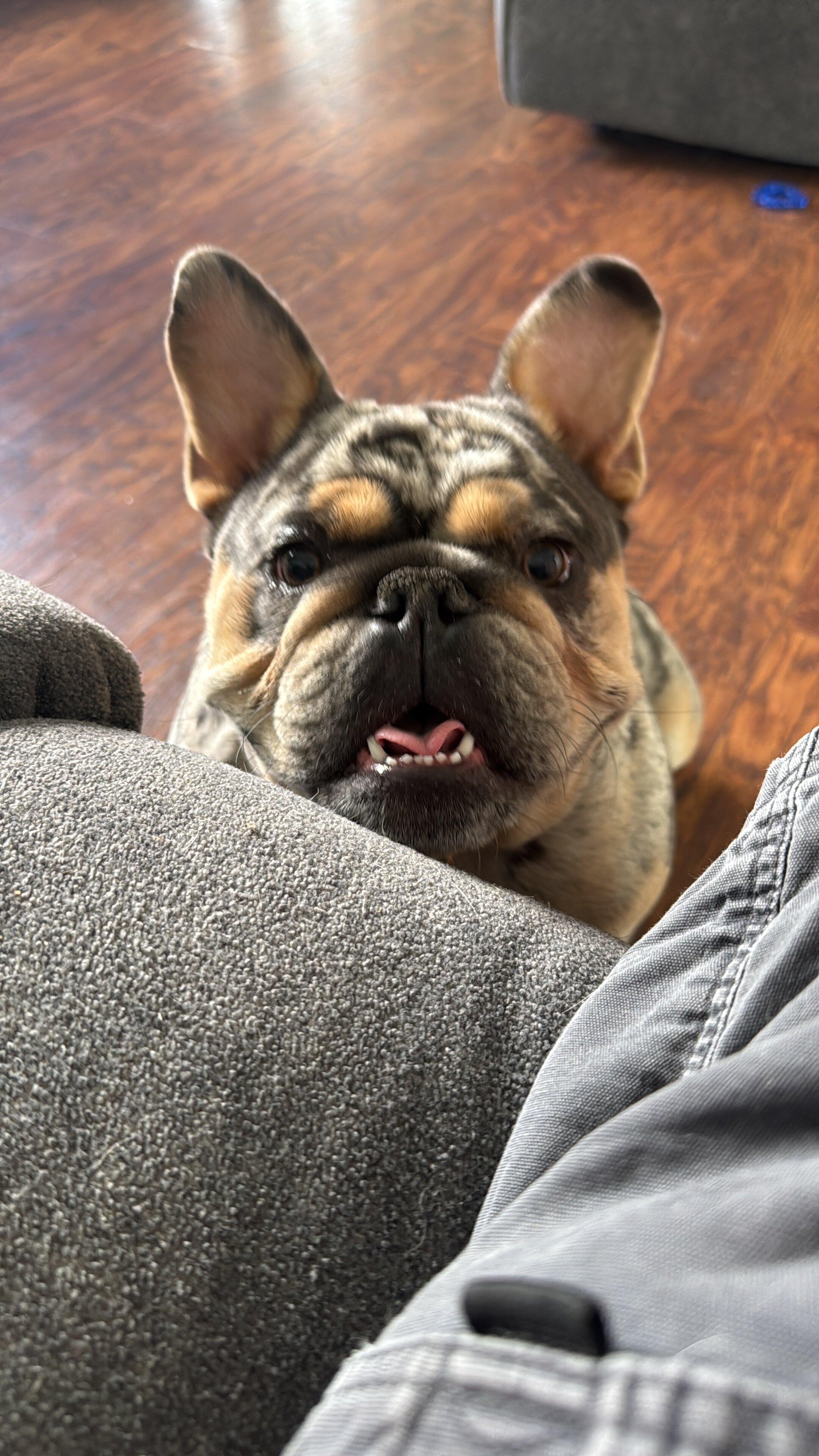 English bulldog image 2