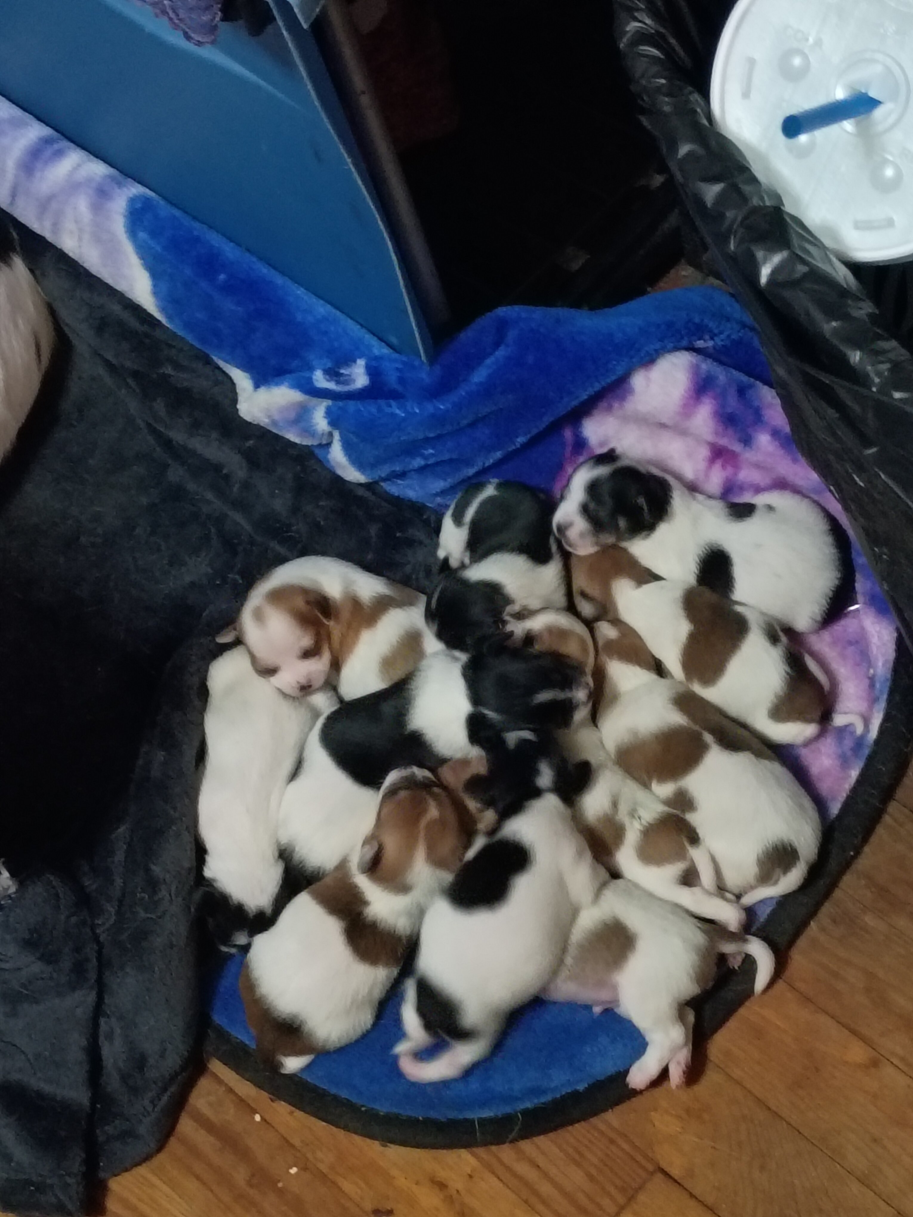 Chihuahua puppies image 1