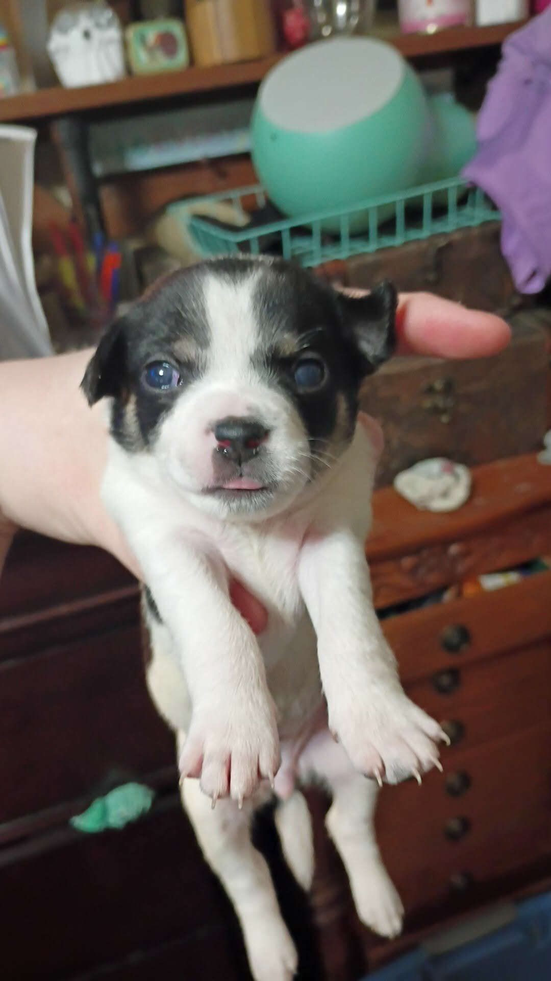 Chihuahua puppies image 2