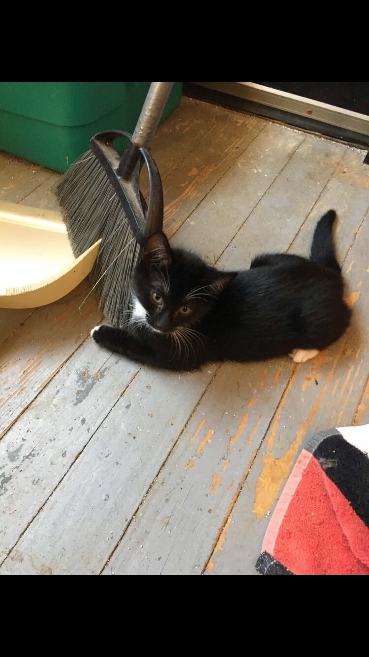 Free kittens to a good home image 1