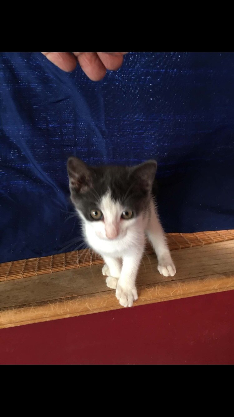 Free kittens to a good home image 3