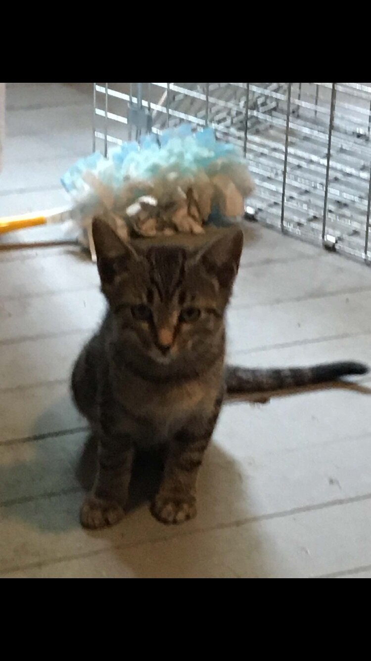 Free kittens to a good home image 2