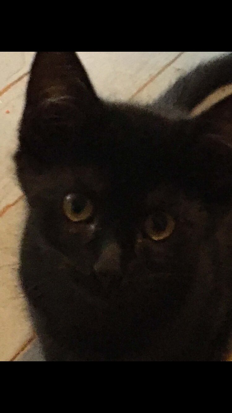 Free kittens to a good home image 4