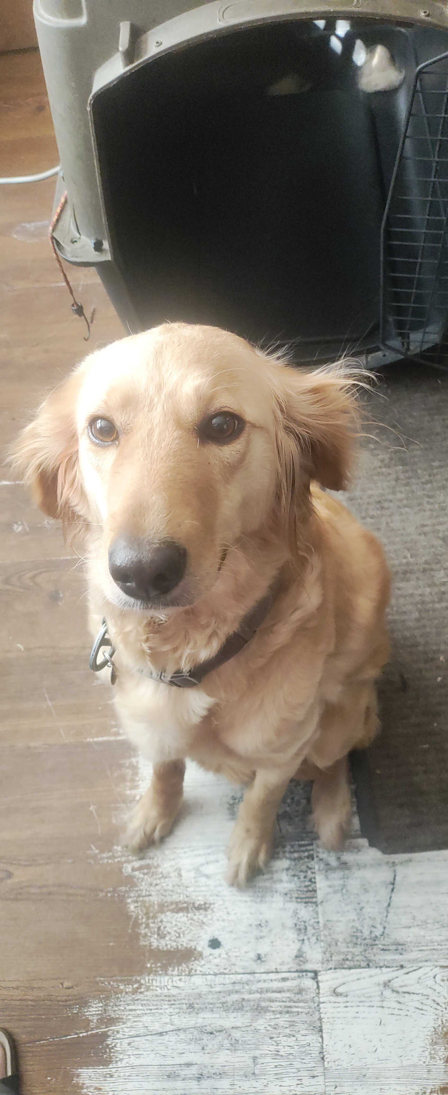 Labradoodle image 2