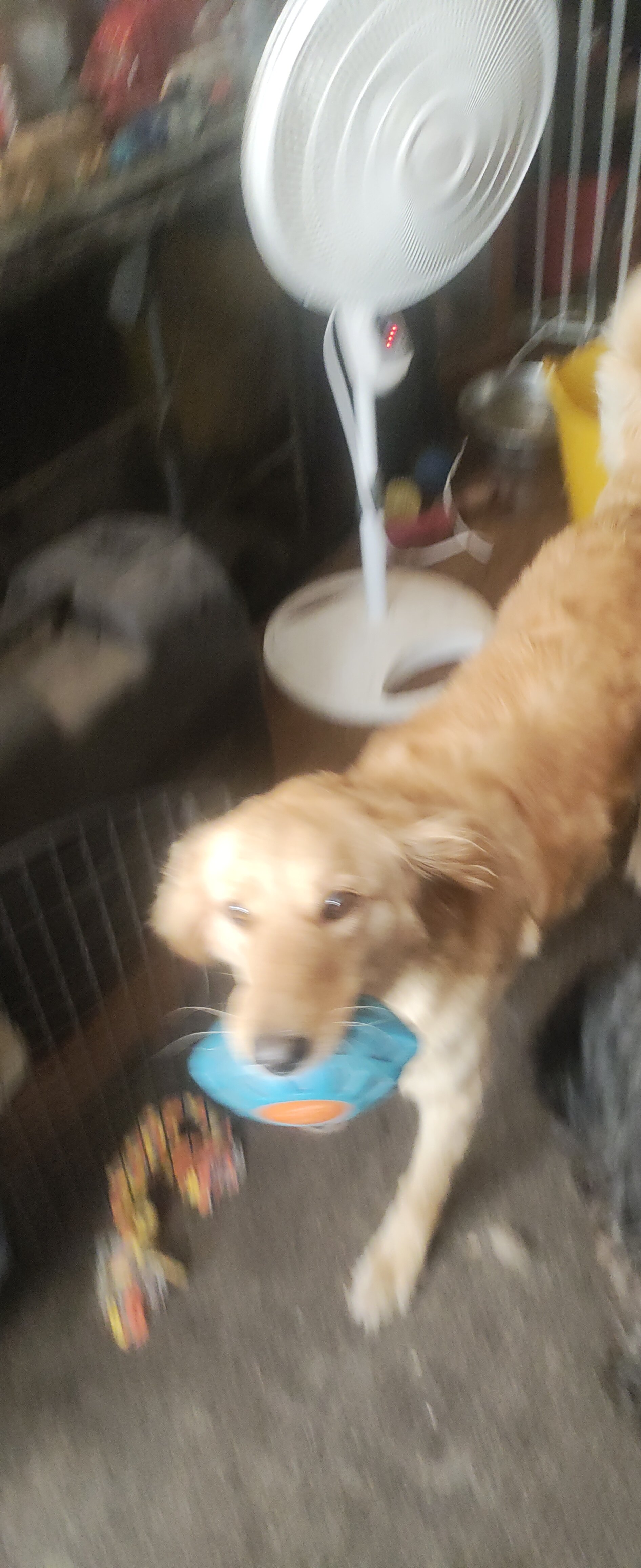 Labradoodle image 1