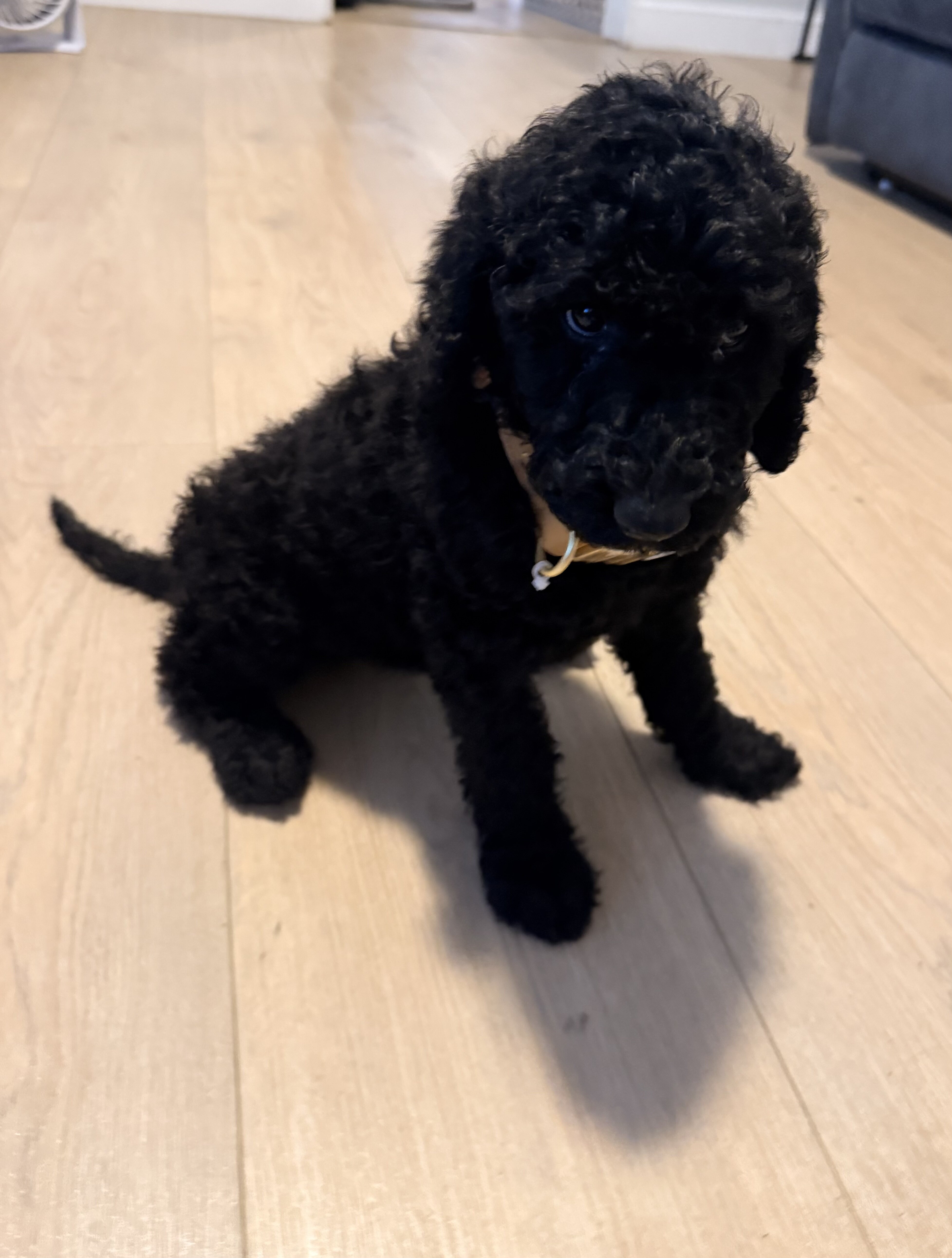 Goldendoodle image 1