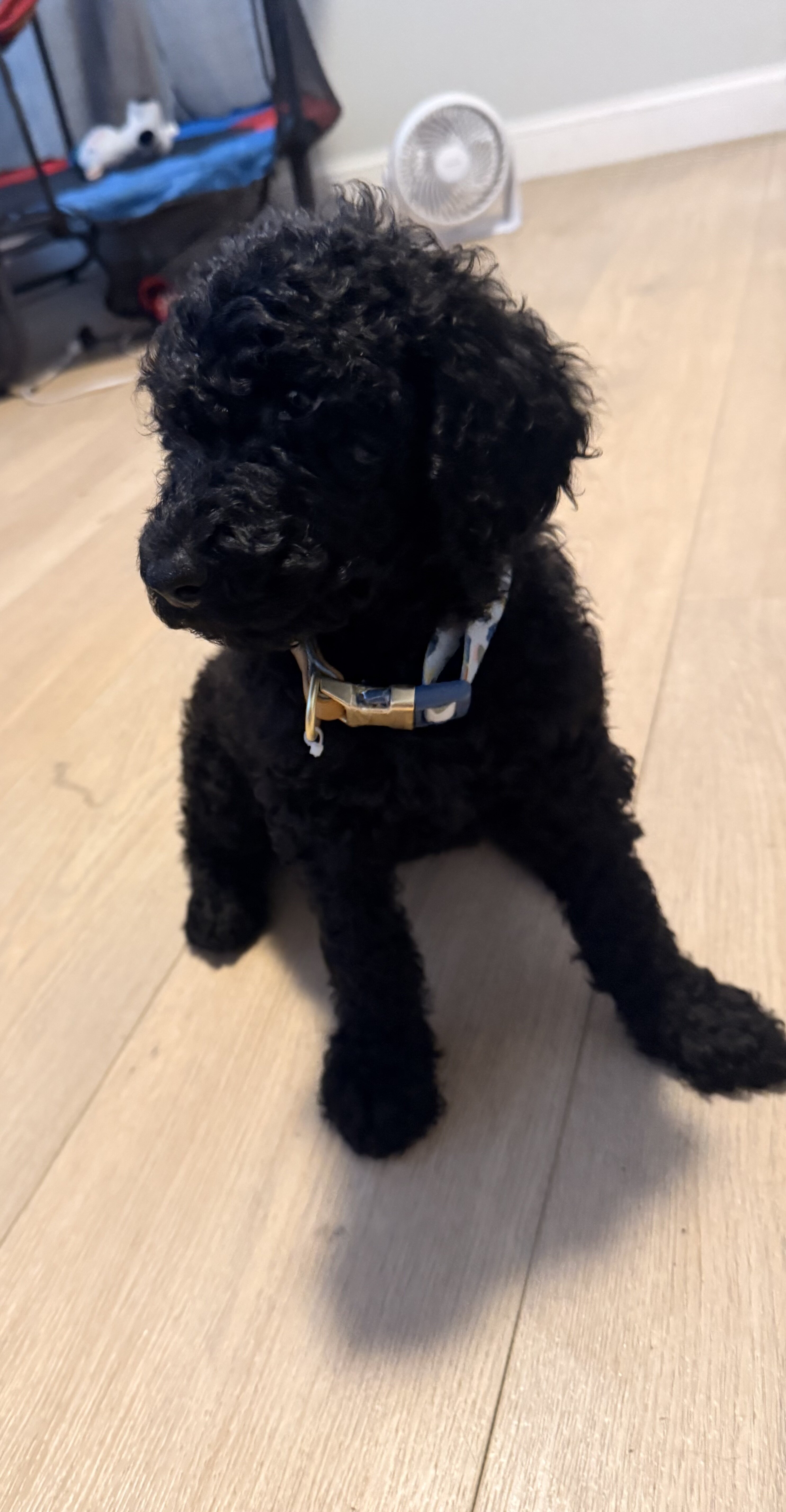 Goldendoodle image 2