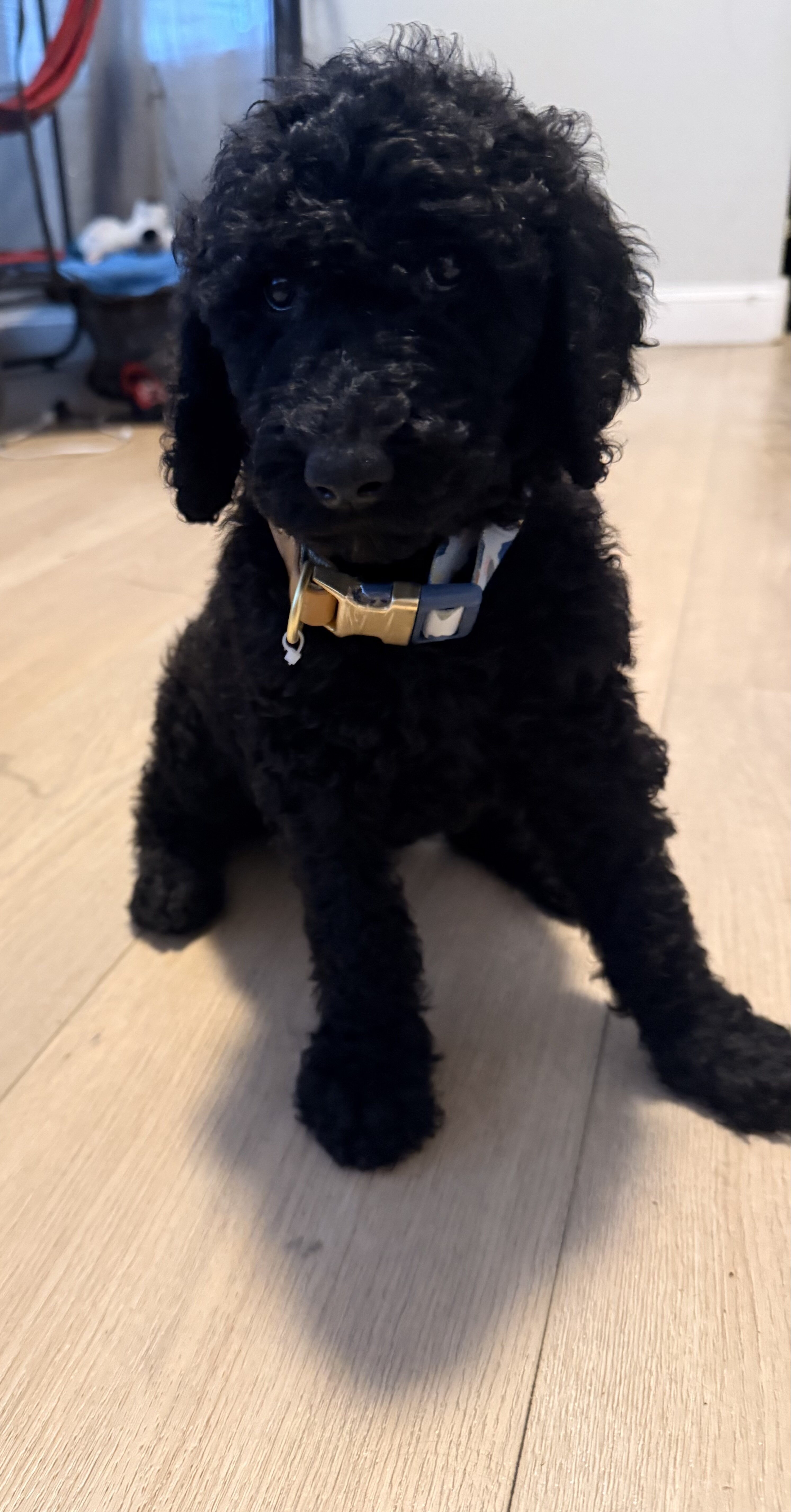 Goldendoodle image 3