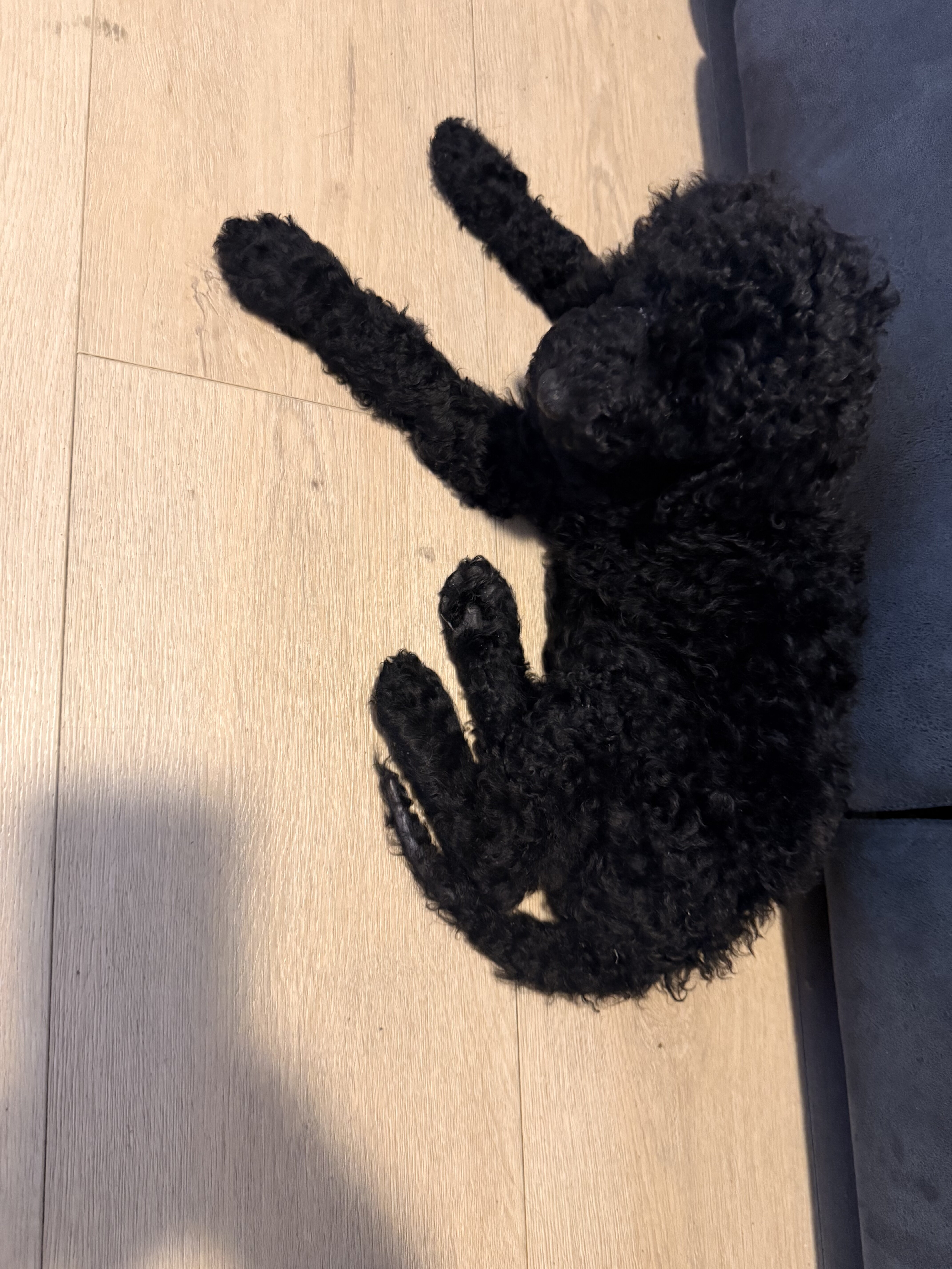 Goldendoodle image 4