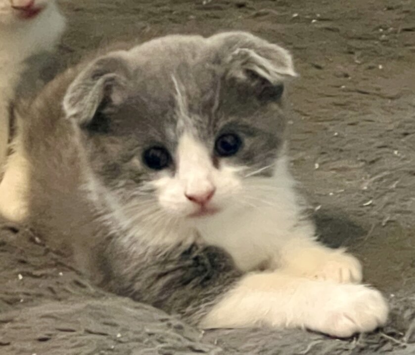 Kittens image 4