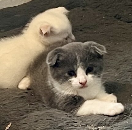 Kittens image 1