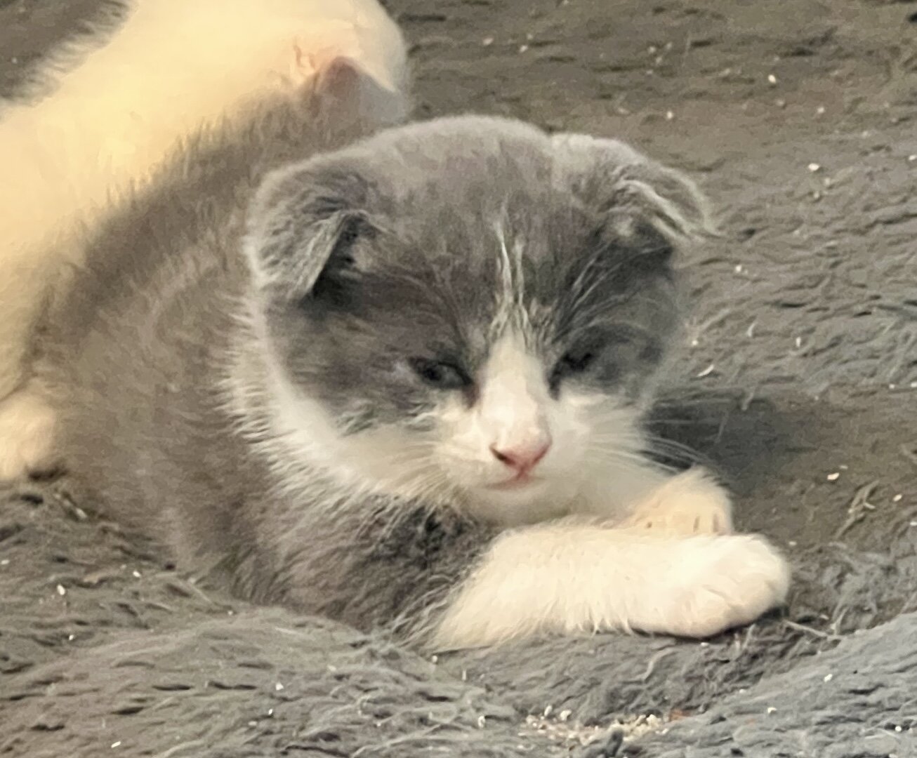 Kittens image 2